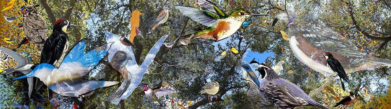 6-santa-monica-mountain-birds.jpg