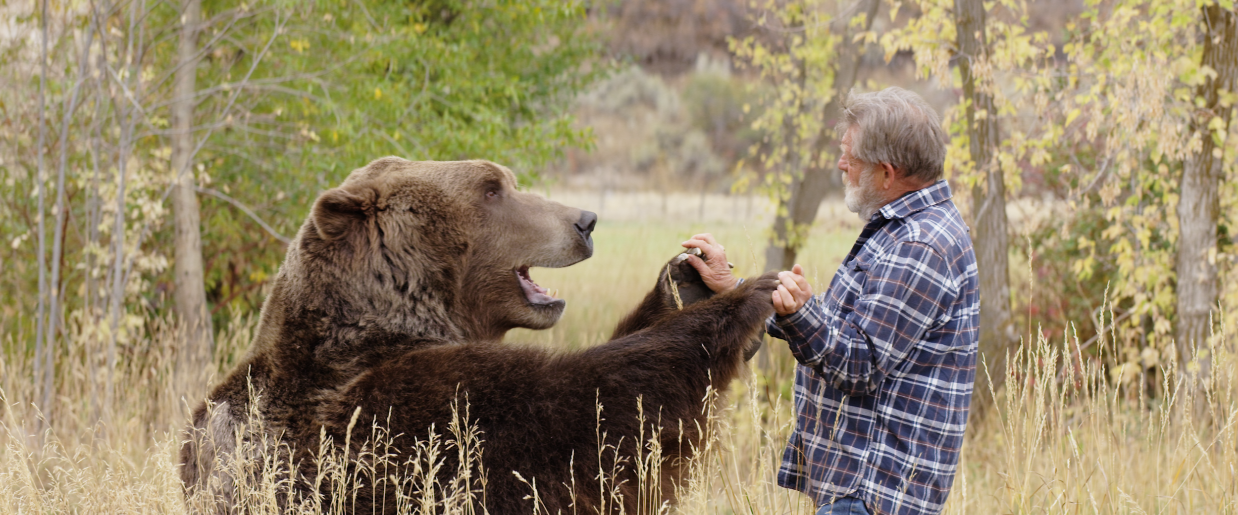 BEAR :: B-ROLL