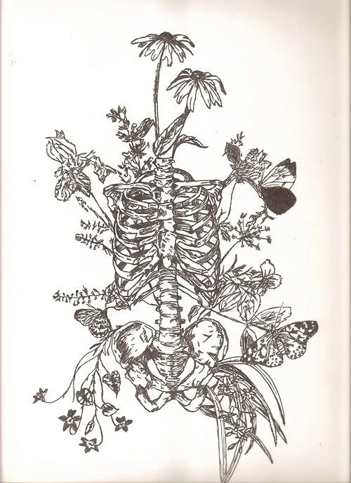 spine.jpg