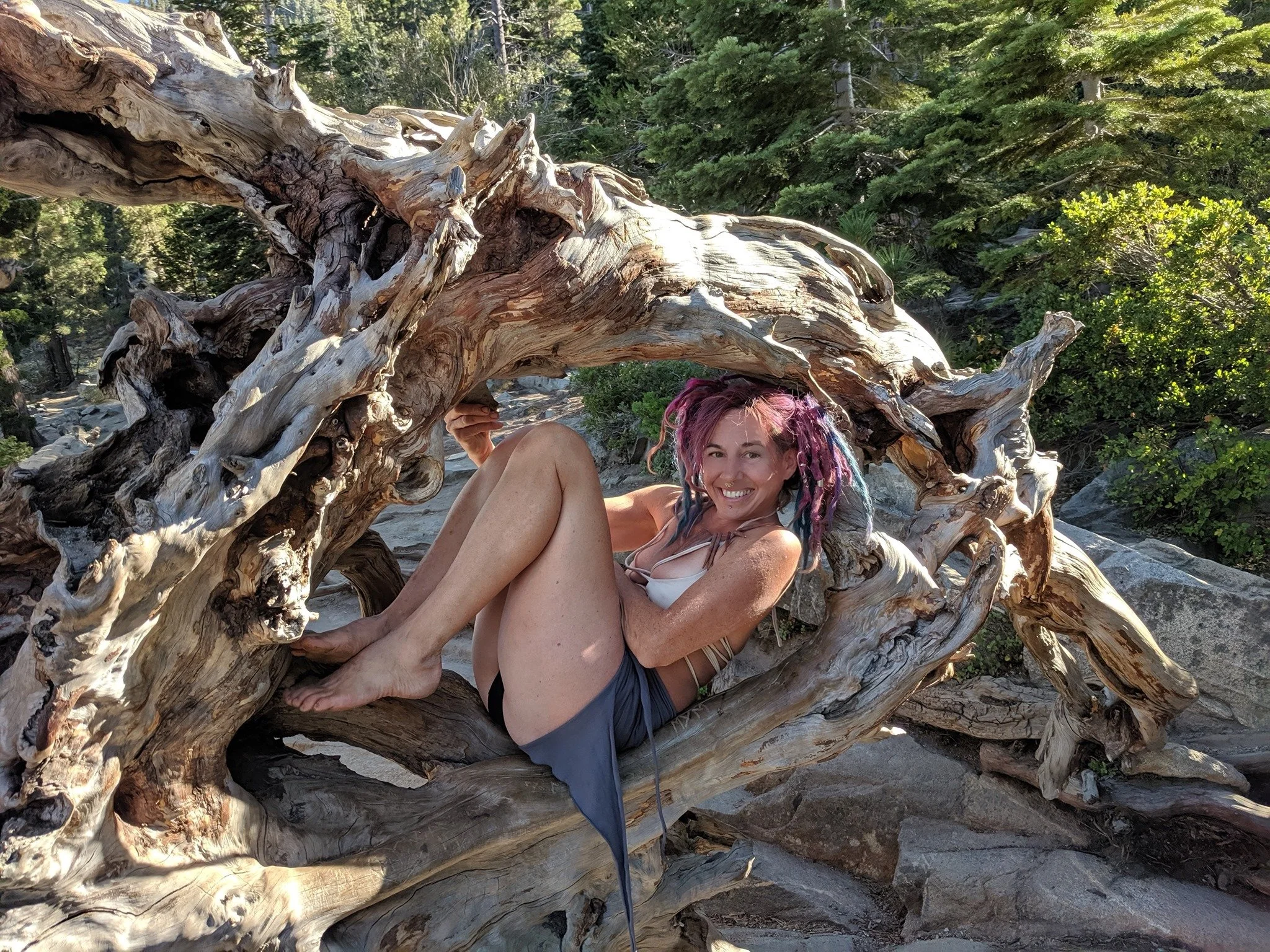 Mezza9 hiking in Lake Taho curled in a tree