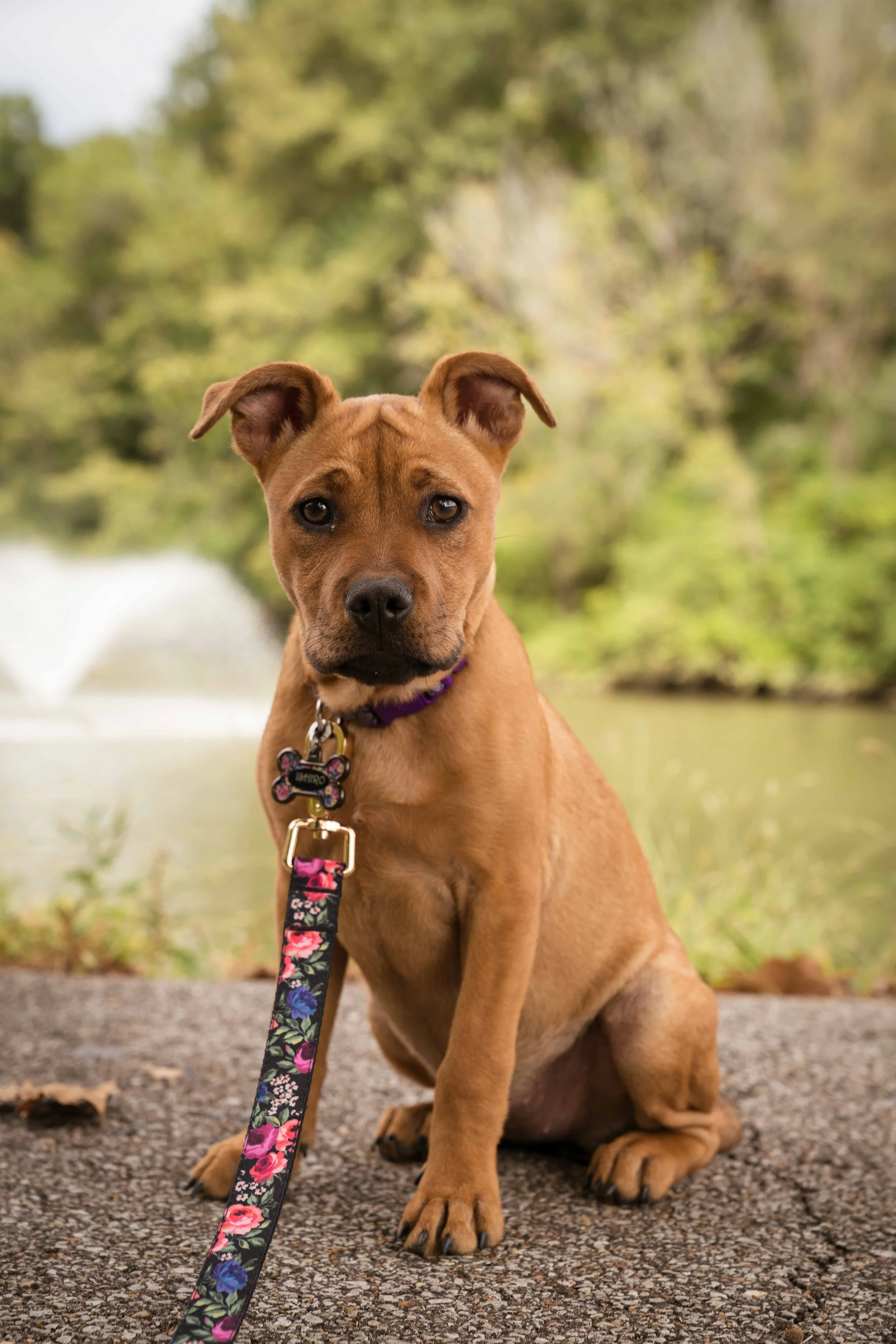 10.05.19 - Paige & Puppy_Edited_Color_015.jpg