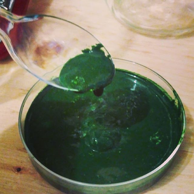 Who wants a scoop? First batch of Spirulina harvested! #superfood #spirulina #diybio #stem #openscience