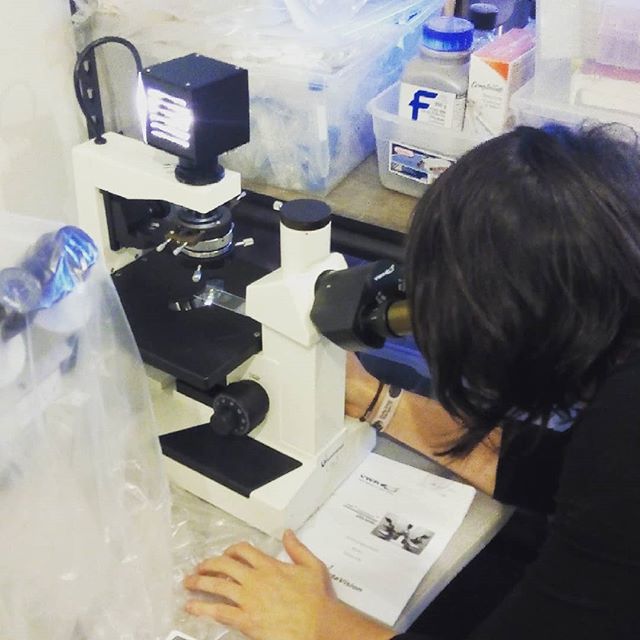 New toys! Dissecting #microscope #diybio #spirulina #biology