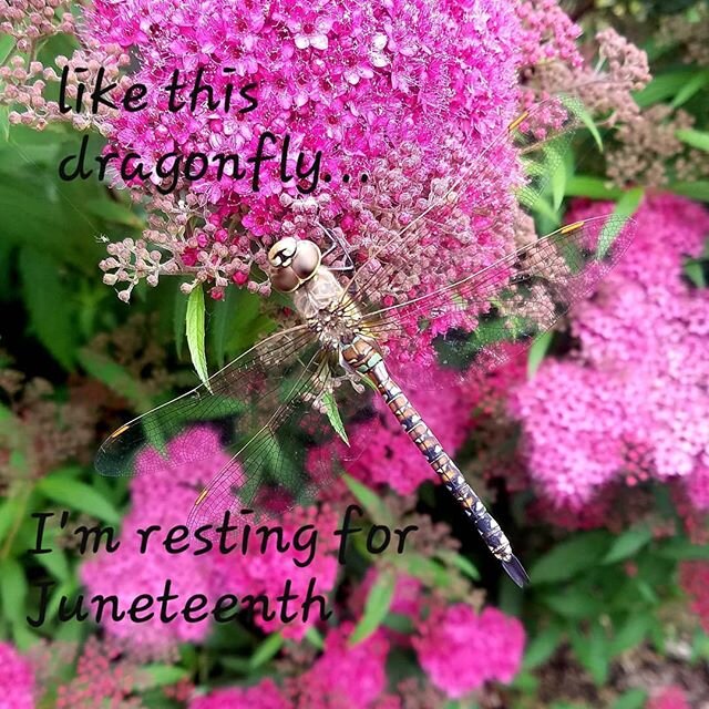 Made a tenative plan to go on bike ride at Irving park, but got home after work and realized I aint leaving... #juneteenth #celebration #rest #relaxation #mothernature #flowers #bugs #dragonfly #wings #nature #pink #chillvibes