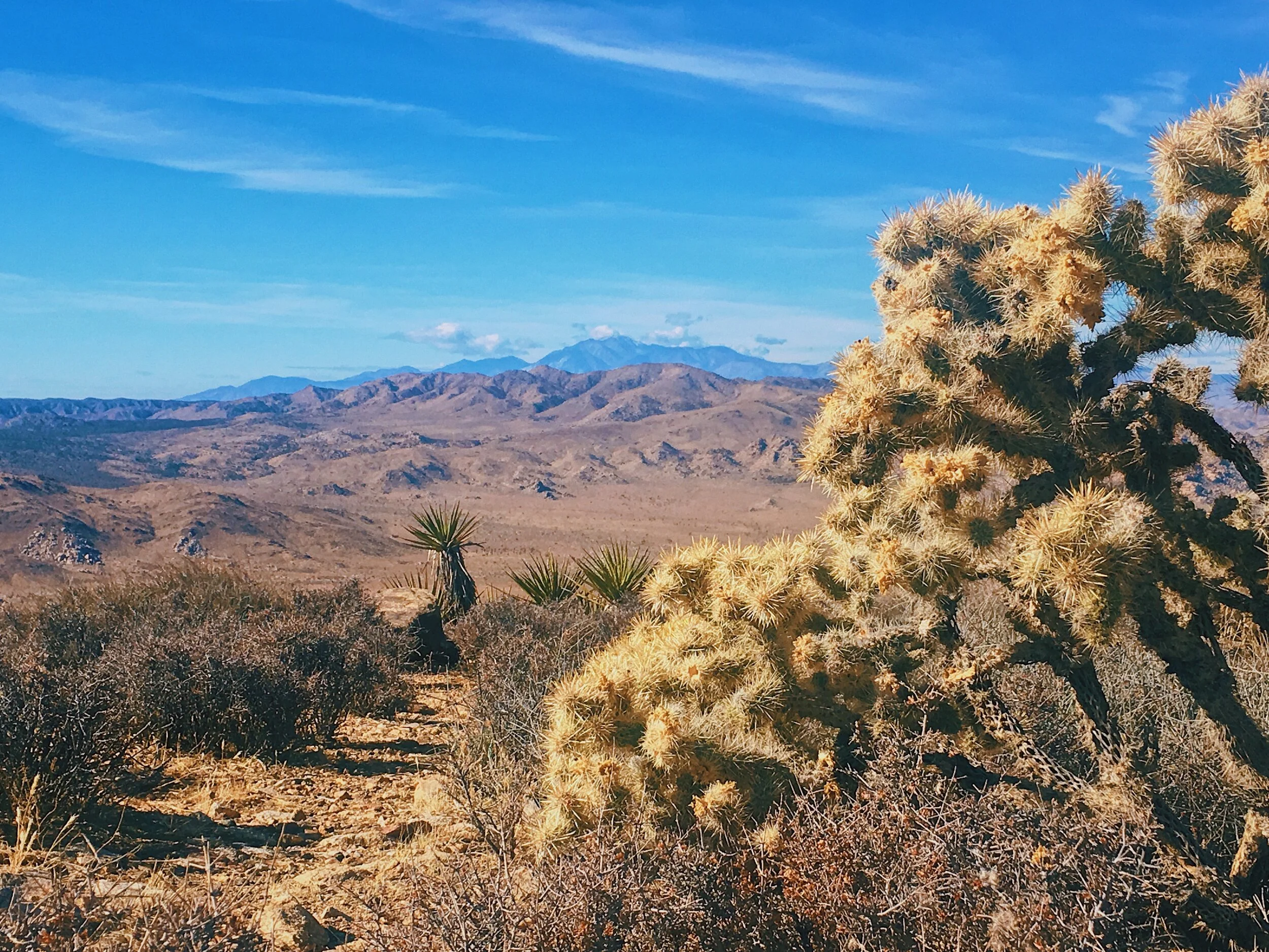 HEALING DESERT VIBES