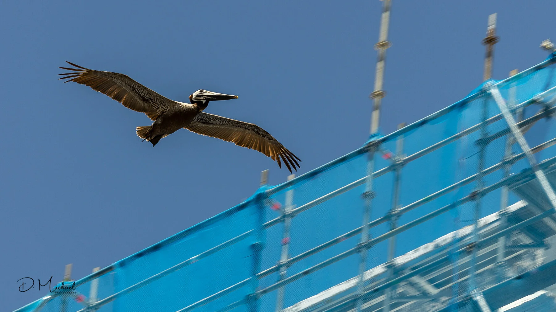 Flying Pelican (16x9 1800).jpg