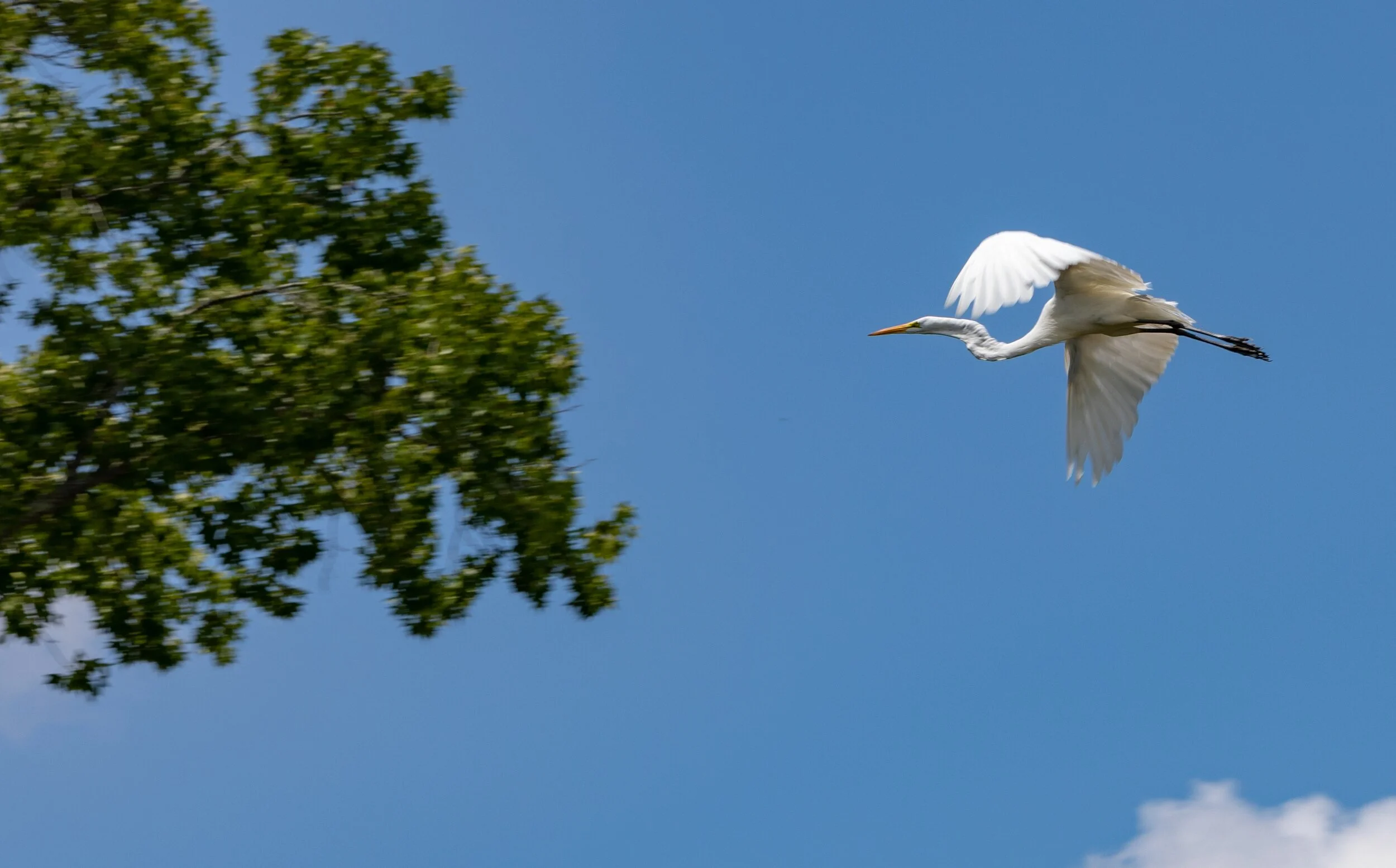 Bird (7-21-2018).jpg