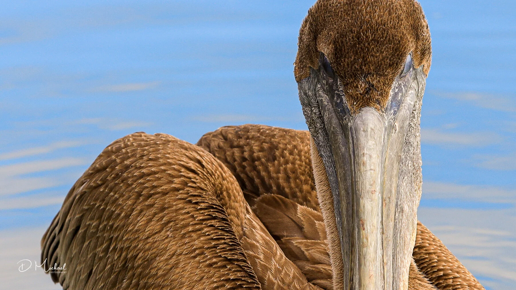 MISC Crabbing Excursion - Bird 2 (20191129).jpg