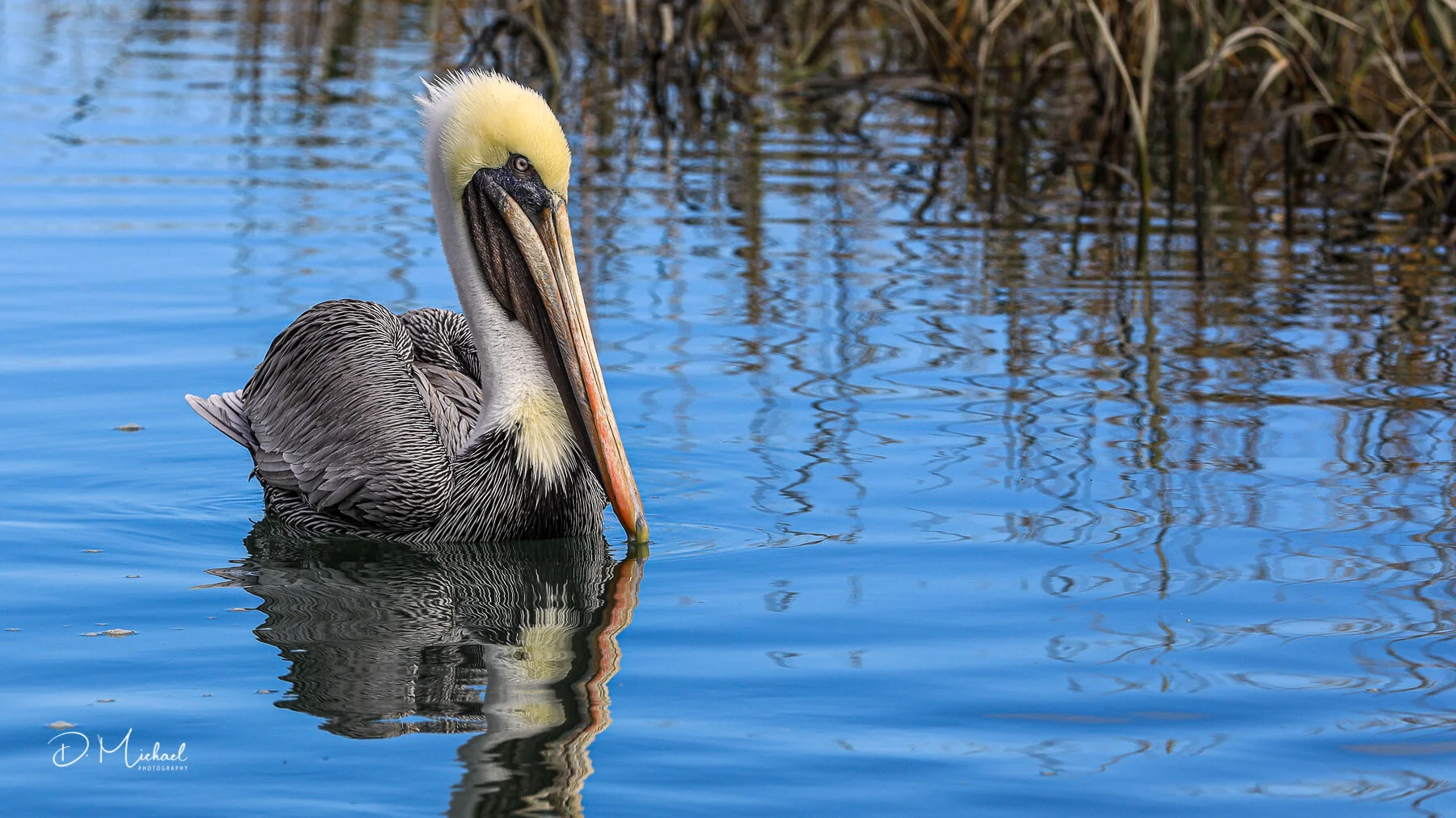 MISC Crabbing Excursion - Bird 3 (20191129).jpg