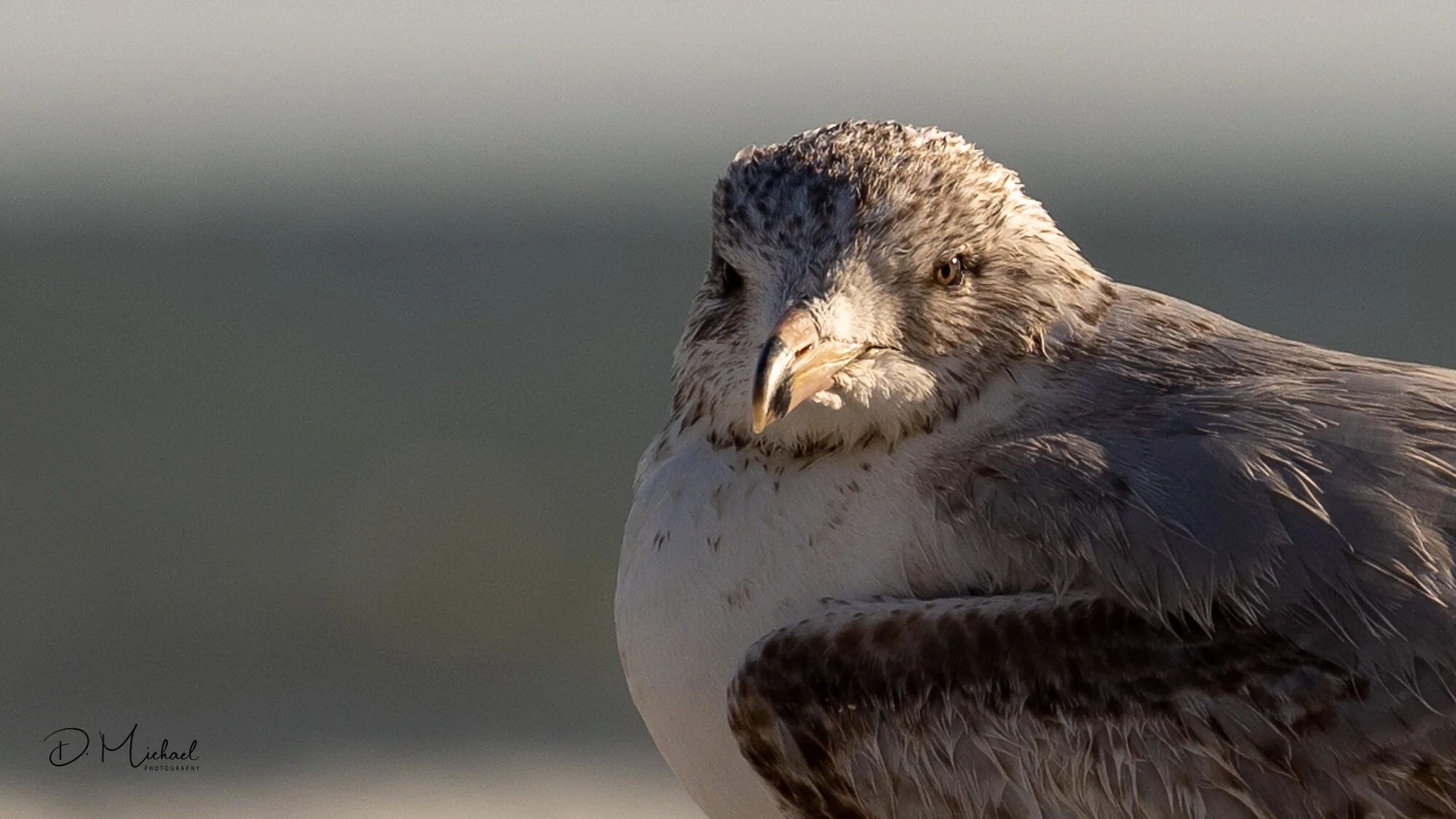 Myrtle Beach Seagull I (20200215 16x9 2000).jpg