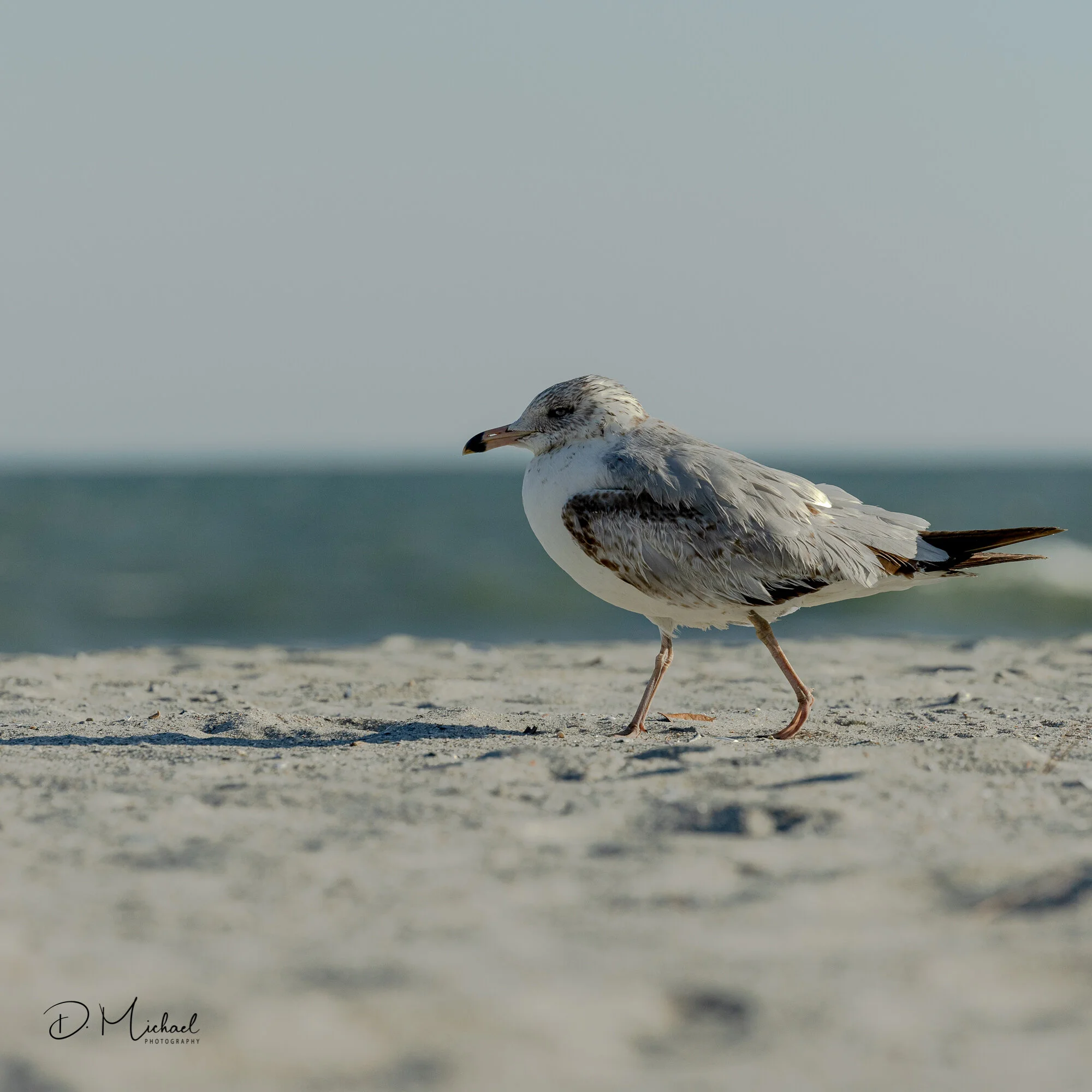Myrtle Beach Seagull II (20200215 1x1 2000).jpg
