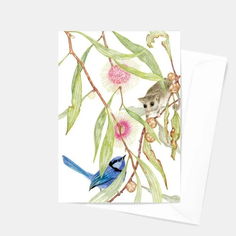 A Fairy Wren has come to call