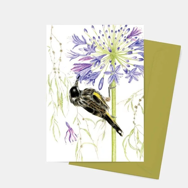 New Holland Honeyeater on Agapanthus