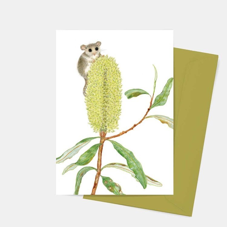 Perched on the banksia