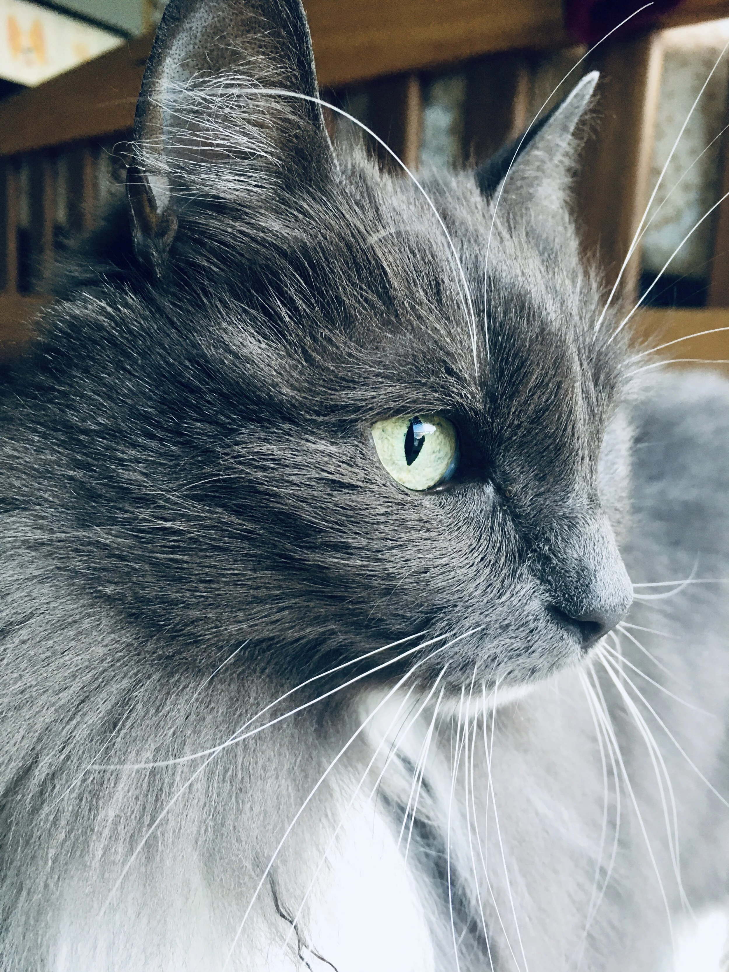IMG_3075.jpeg