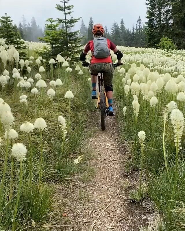 Willamette National Forest &gt; Oakridge &gt; Alpine Trail.
Posted @withregram &bull; @transcascadiaexcursions Oakridge Ride Update:  Beargrass be poppin!  We&rsquo;re in that rain/sun cycle right now, all the vegetation is loving life...oh yeah, and