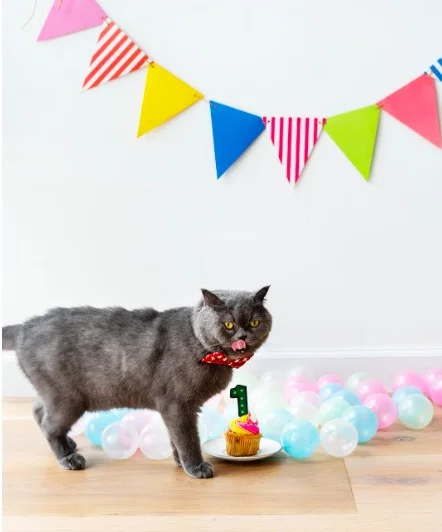 Bunting: yes. Cup cake for kitty: NO!