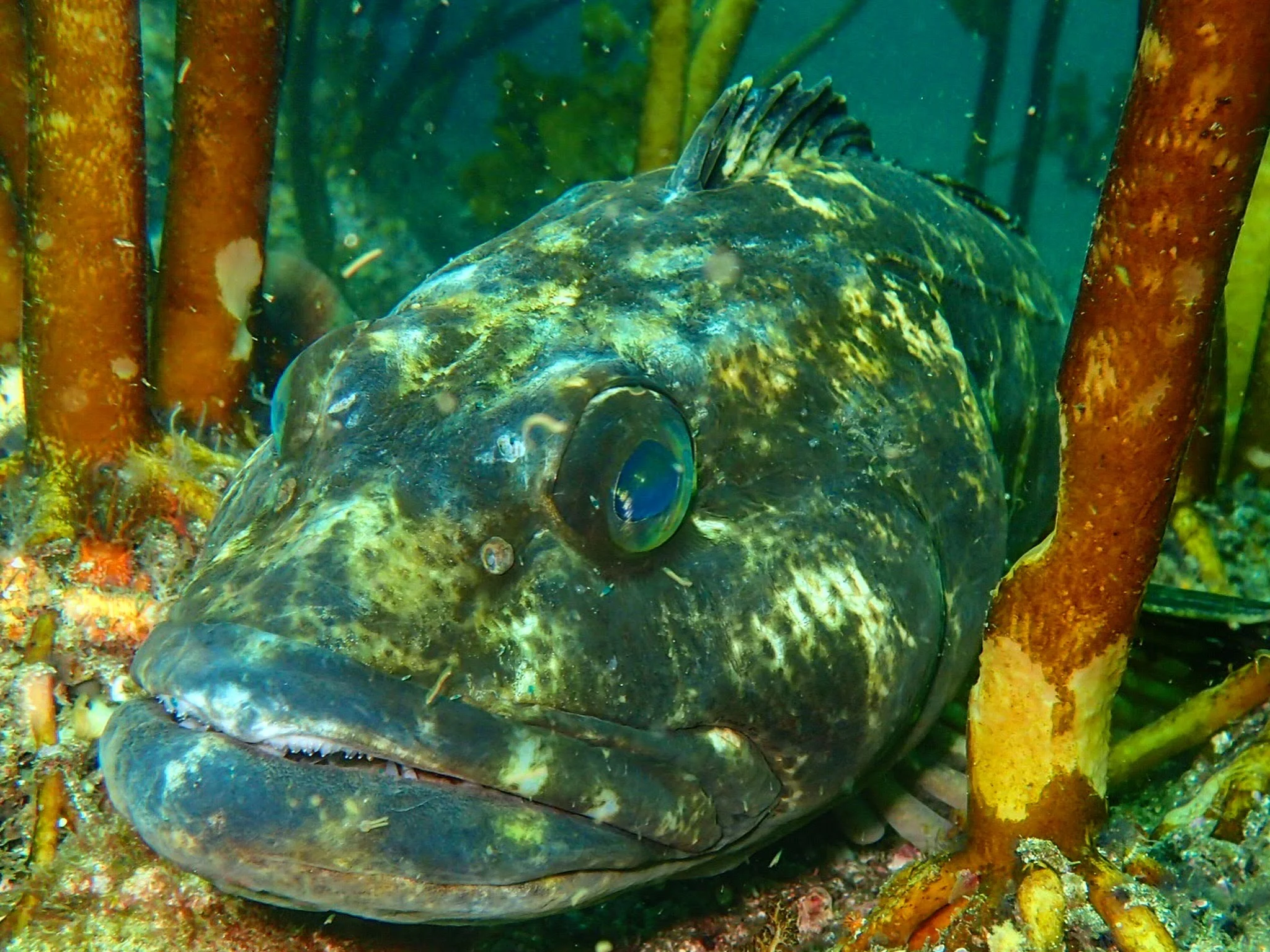 Lingcod (Ophiodon elongatus)