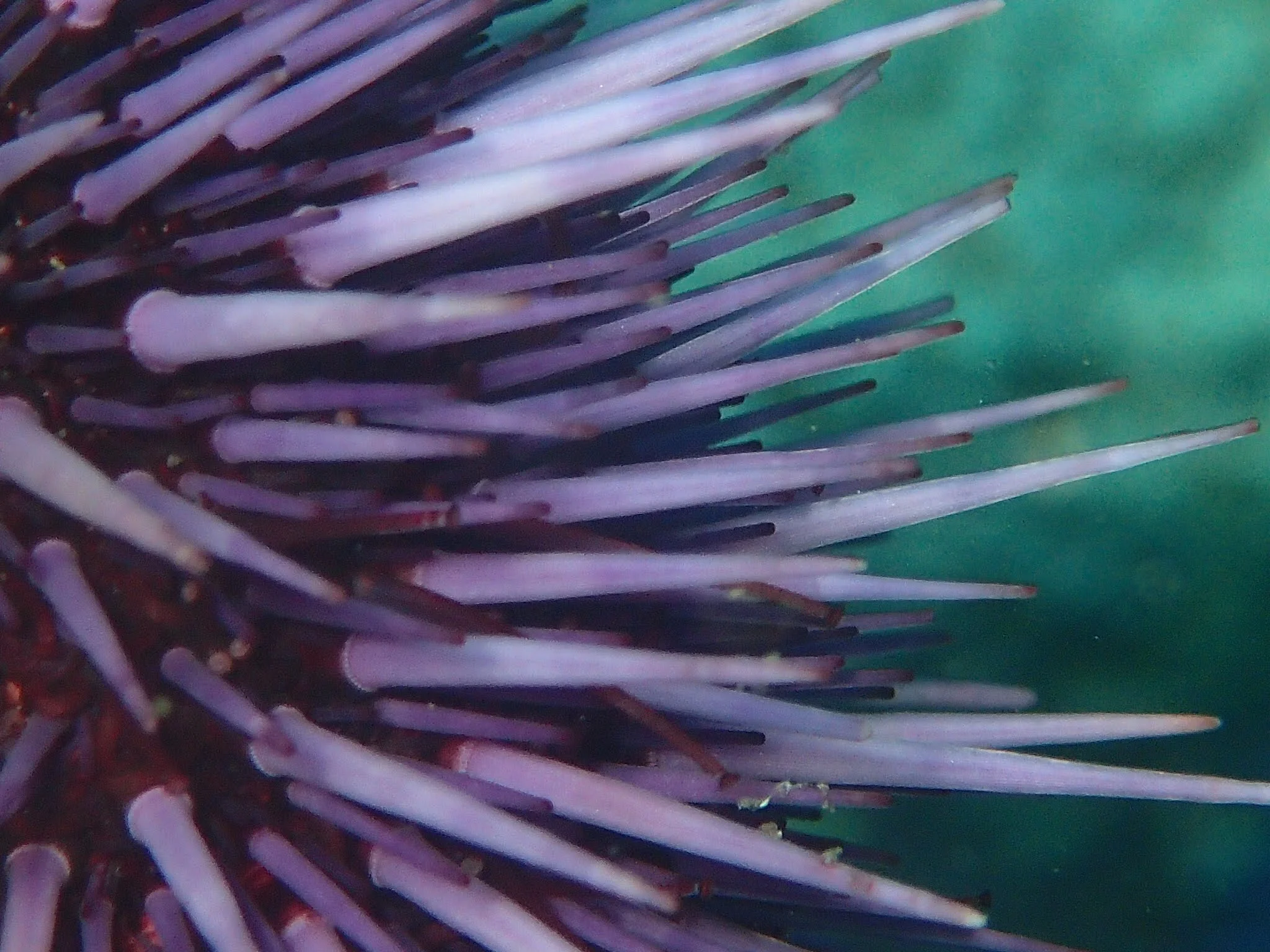 Purple Urchin (Strongylocentrotus purpuratus)