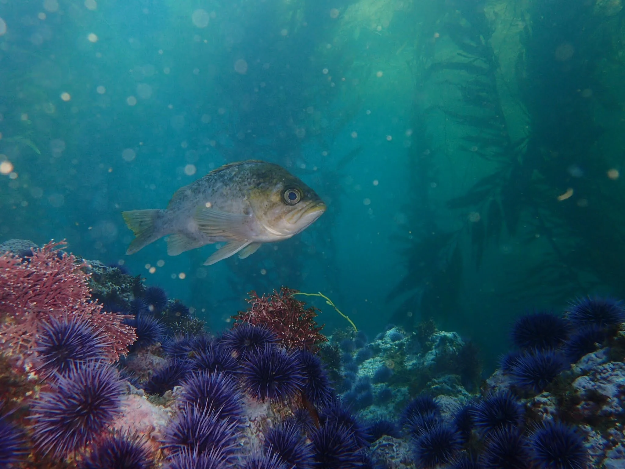 Kelp Forest Ecosystem