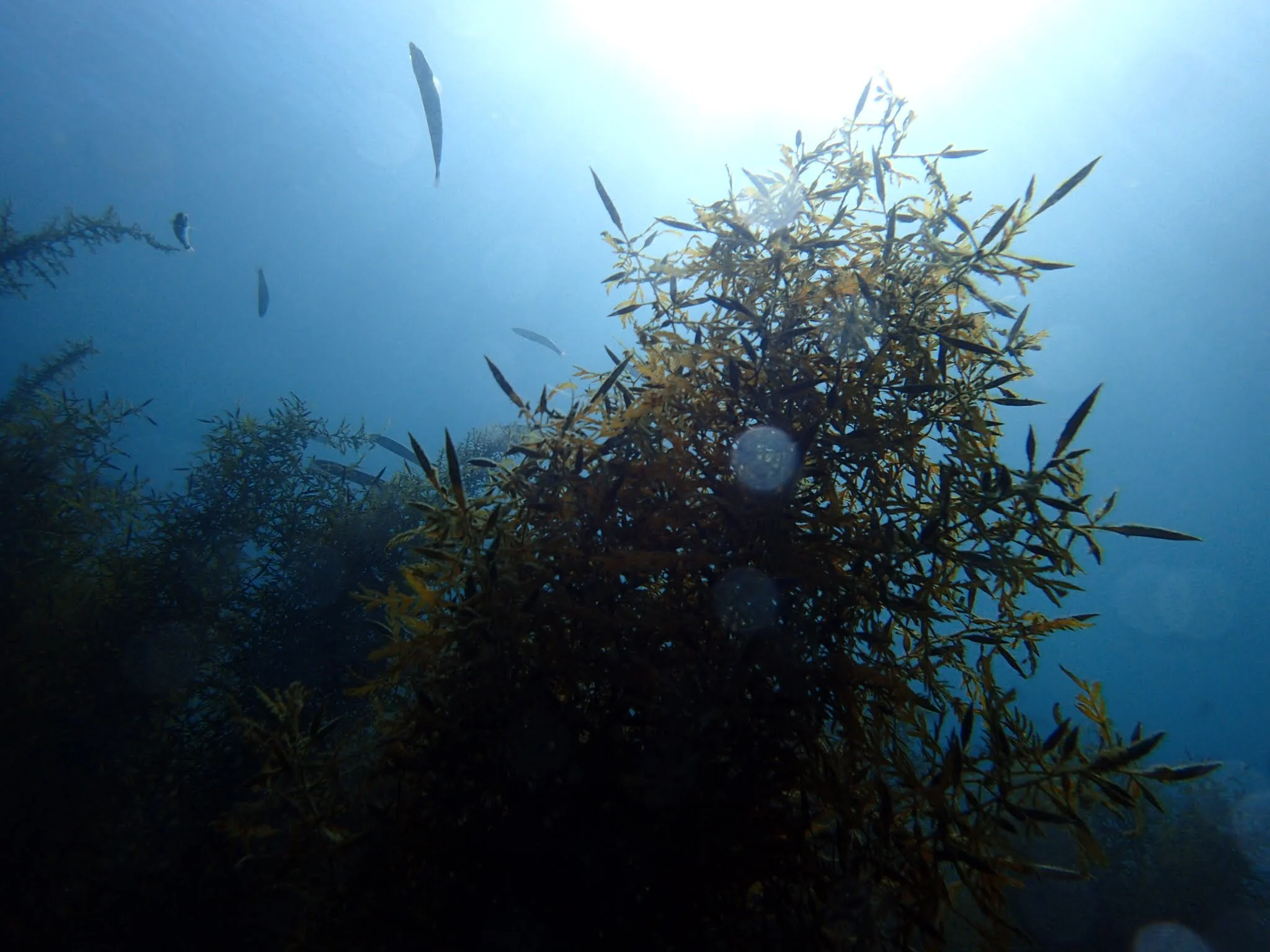 Invasive Algae (Sargassum horneri)