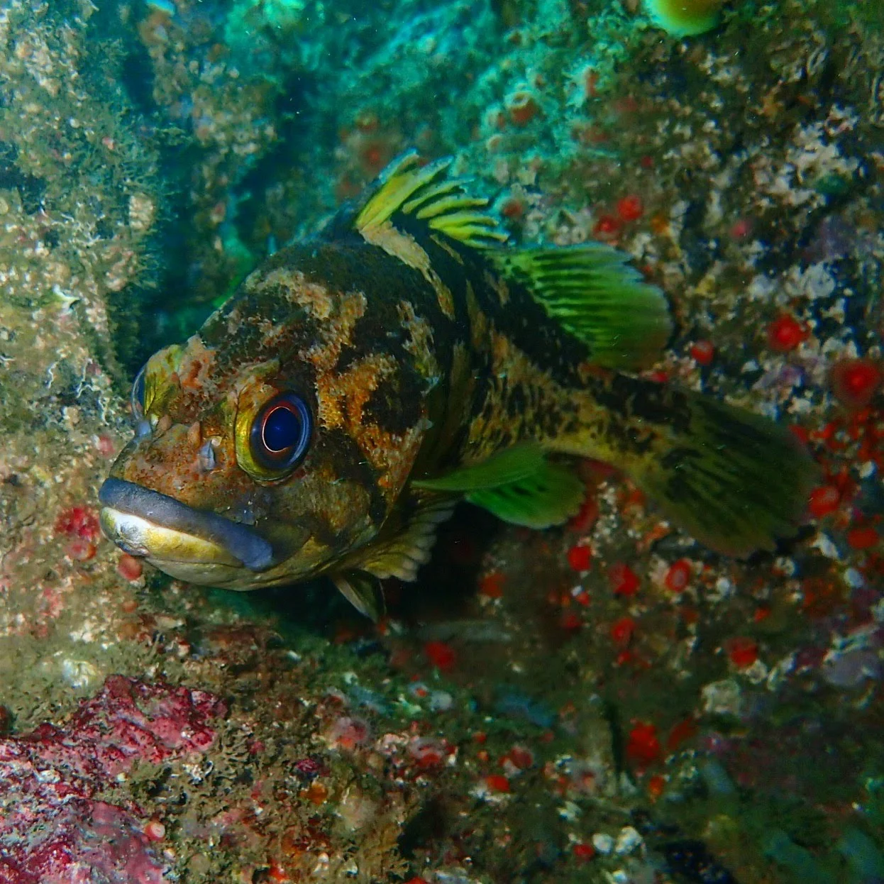 Black and Yellow Rockfish