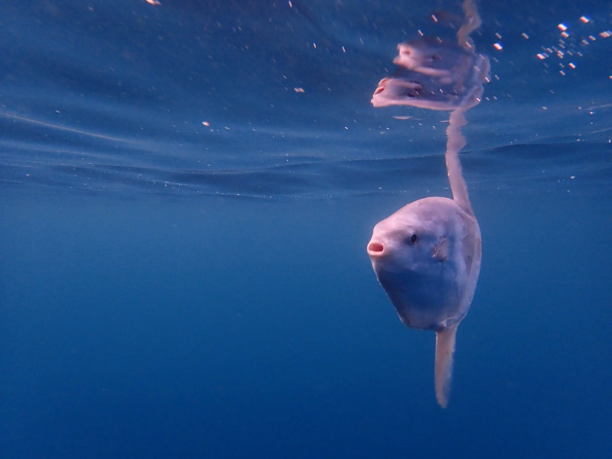 Ocean Sunfish (Mola mola)