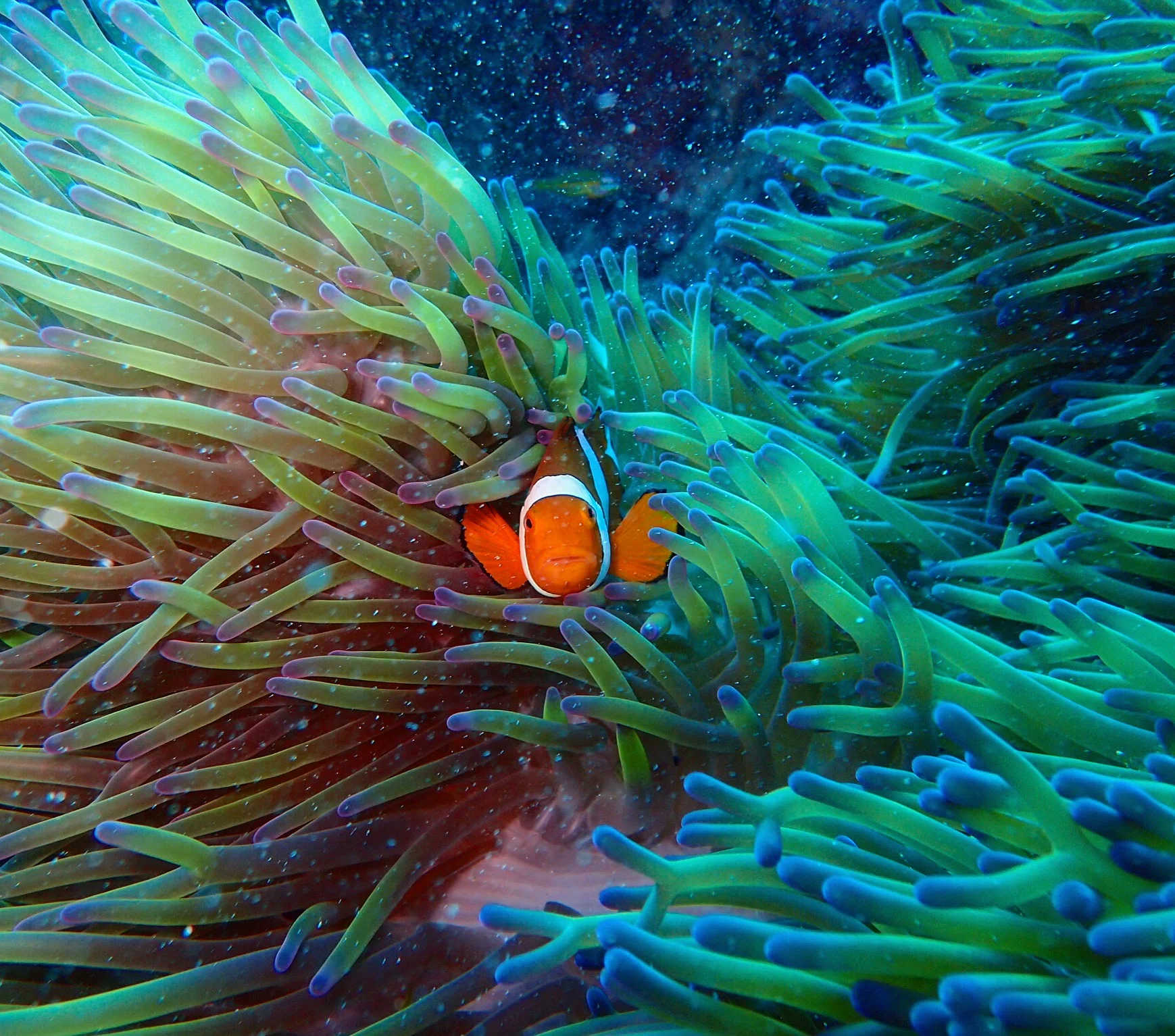 Australian Clownfish (Amphiprion rurocinctus)