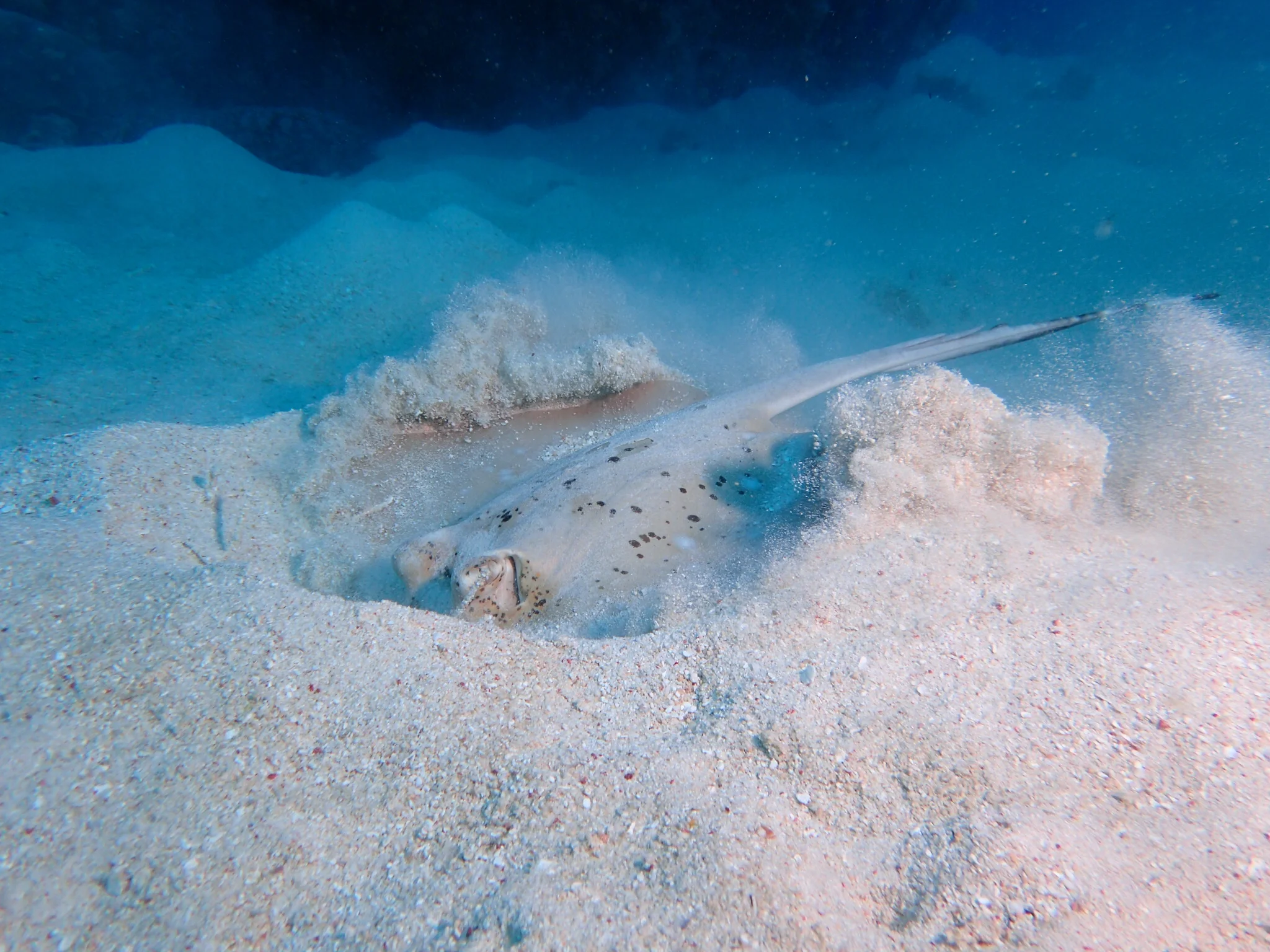 Bluespotted Stingray (Neotrygon kuhlii)