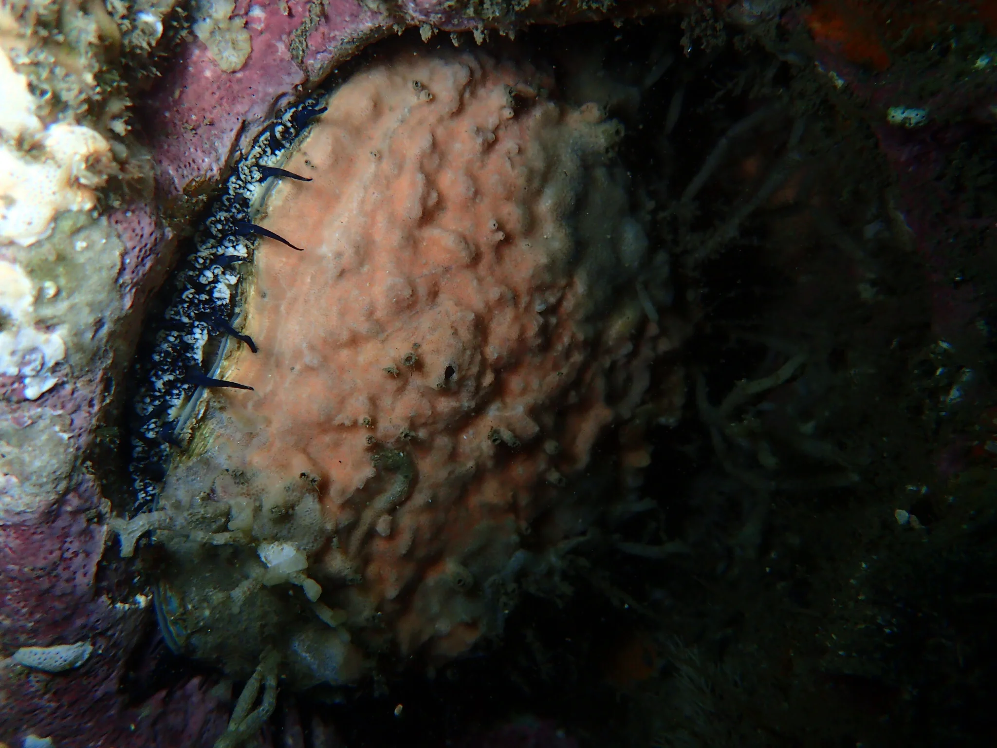 Pink Abalone (Haliotis corrugata)