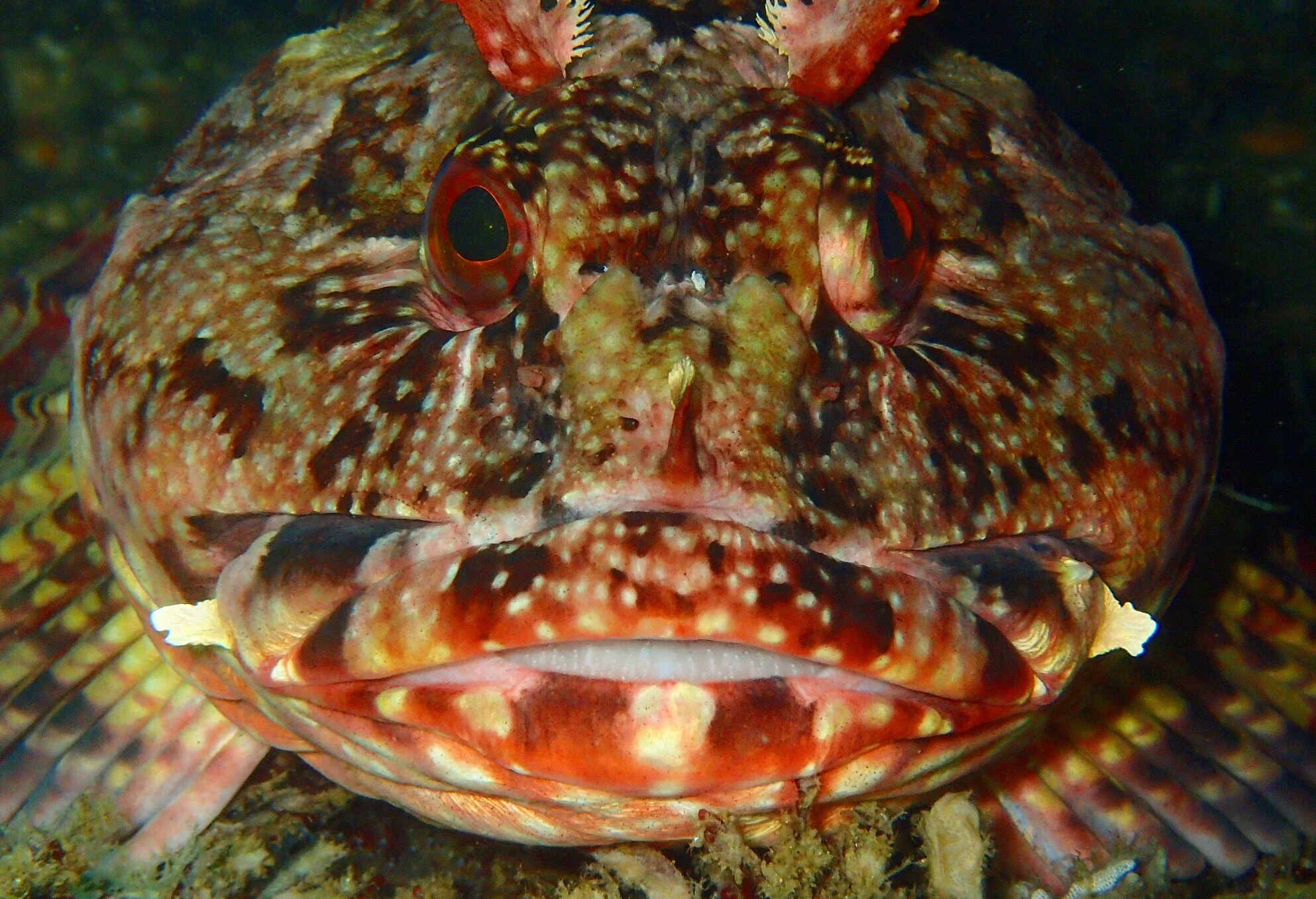 Cabezon (Scorpaenichthys marmoratus)