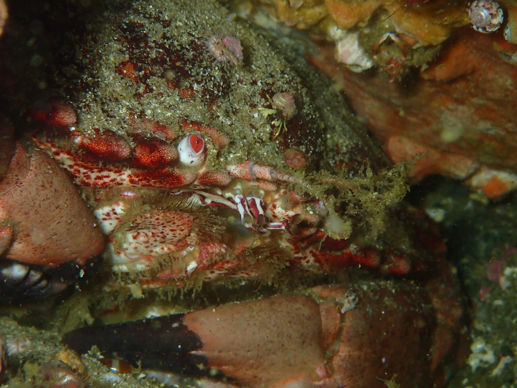 Rock Crab (Cancer antennarius)