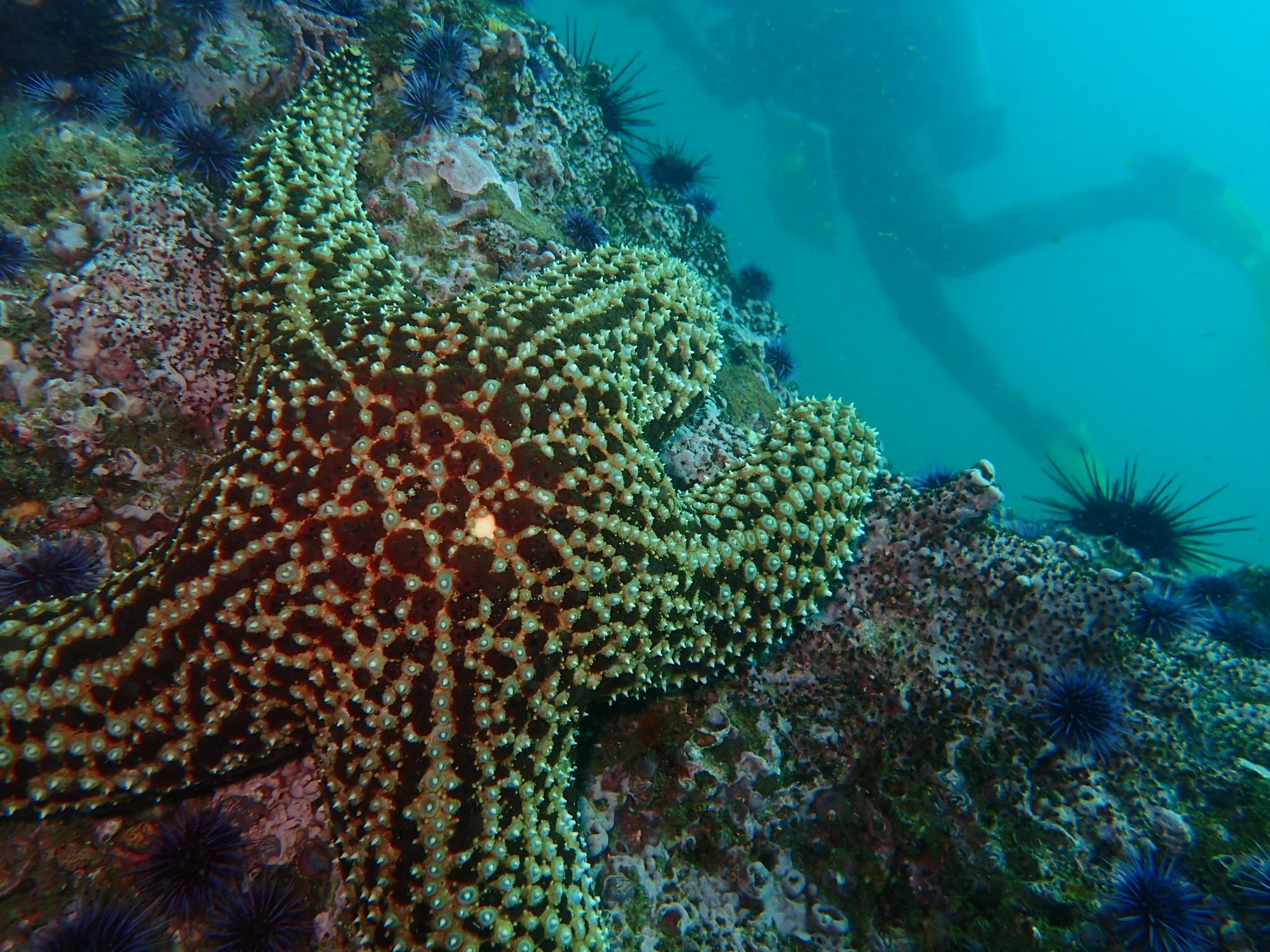 Giant Spined Seastar (Pisaster giganteus)