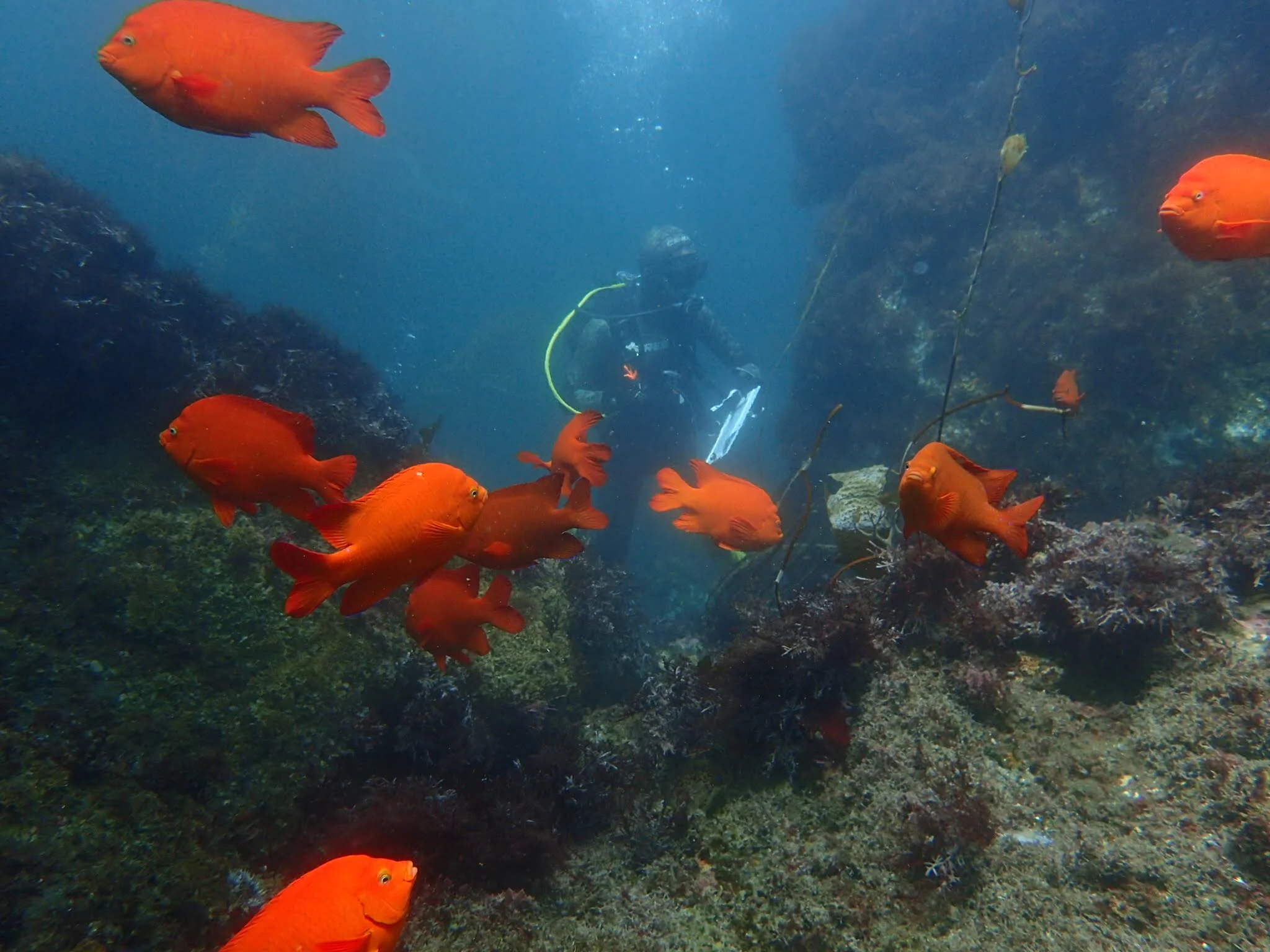 Garibaldi (hypsypops rubicundus)