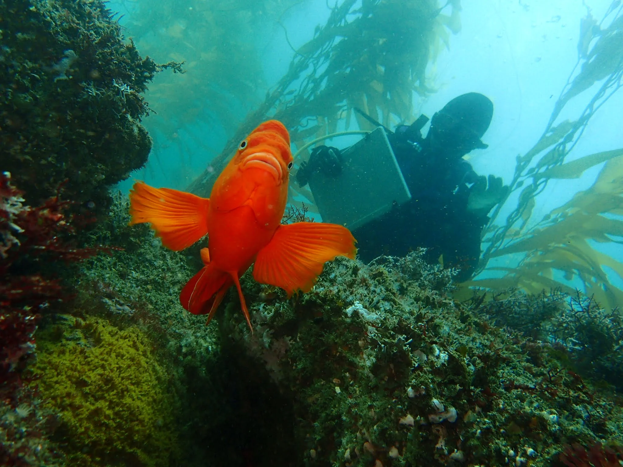 Garibaldi (Hypsypops rubicundus)