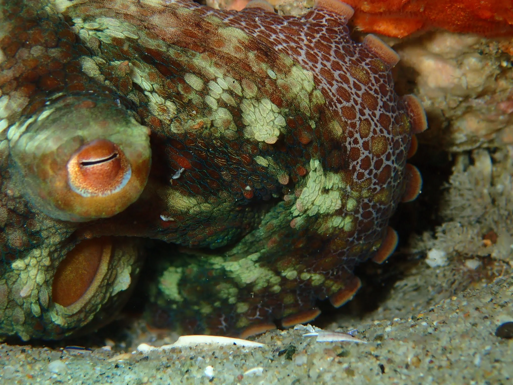 Two-Spot Octopus (Octopus bimaculoides)