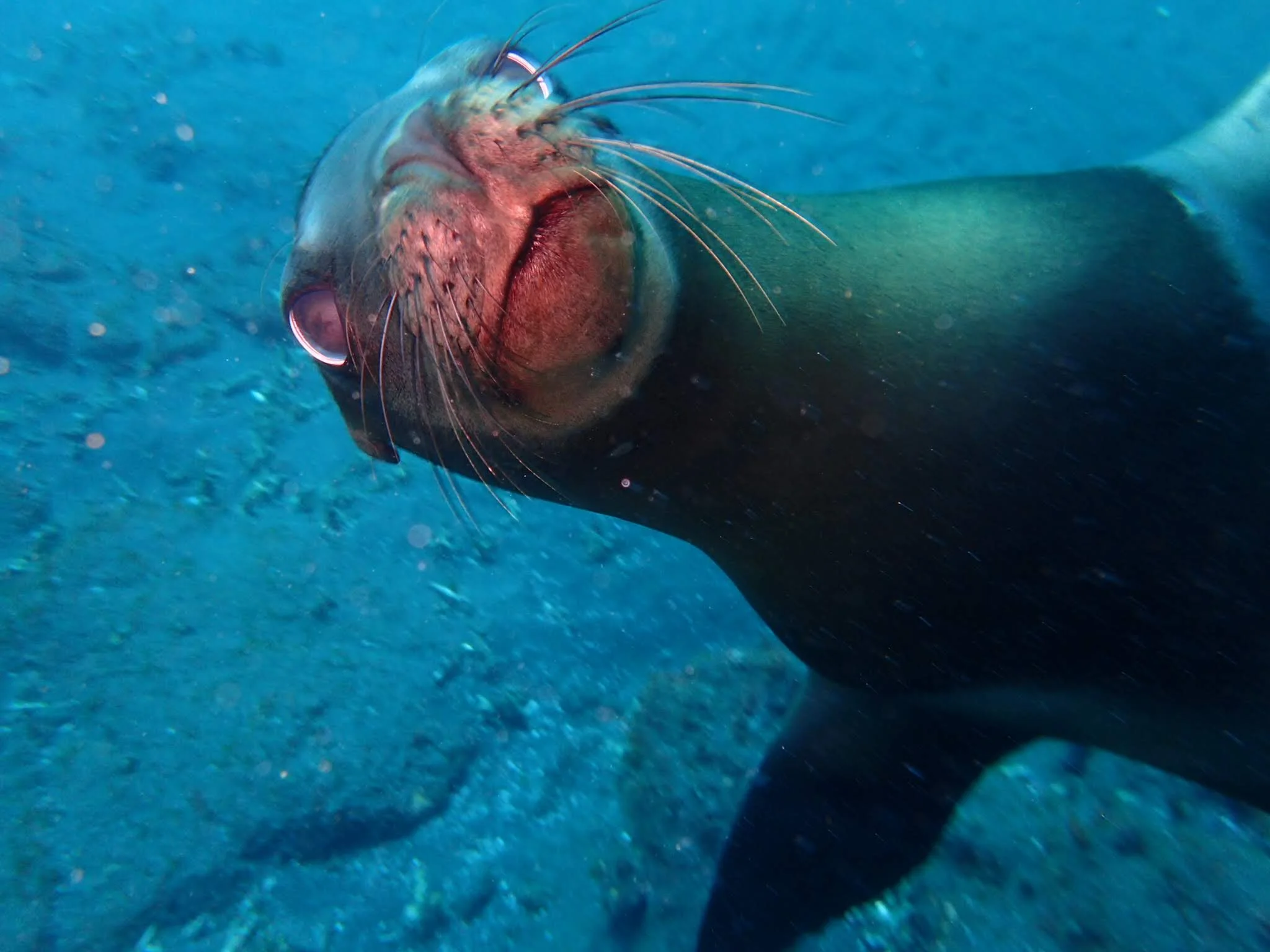 California Sea Lion (Zalophus californianus)