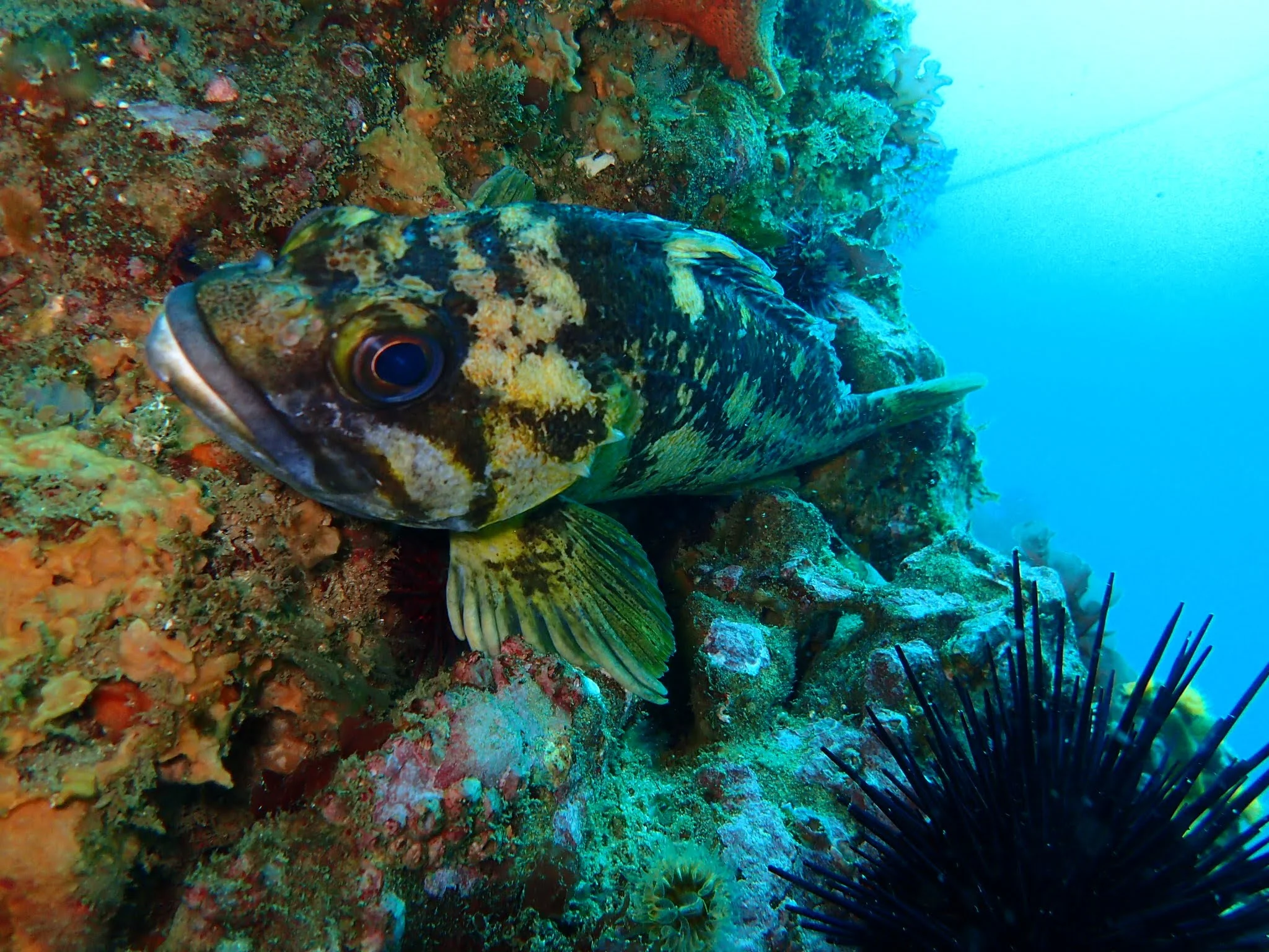 Black and Yellow Rockfish (Sebastes chrysomelas)