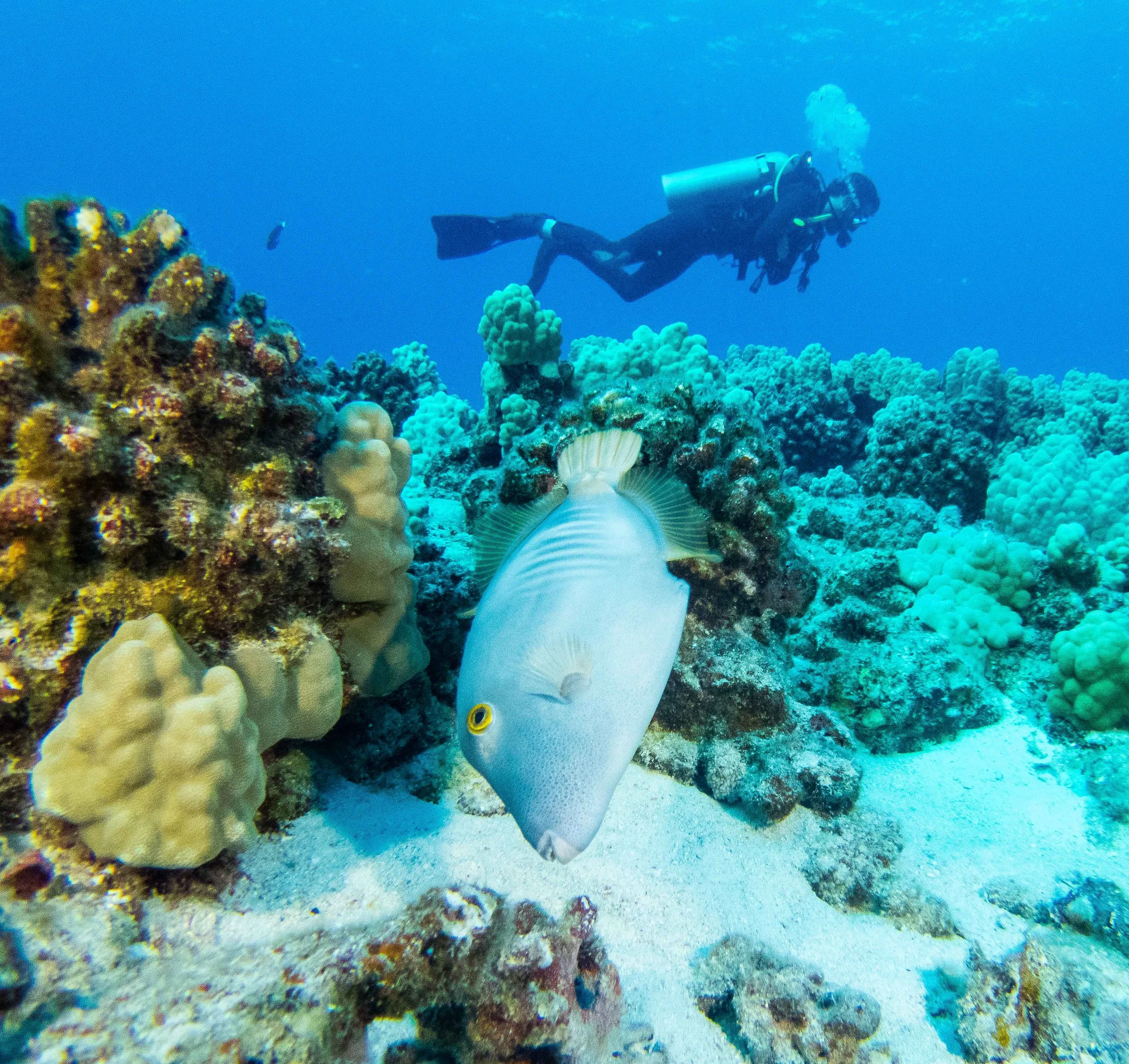 barred_filefish_1.jpg