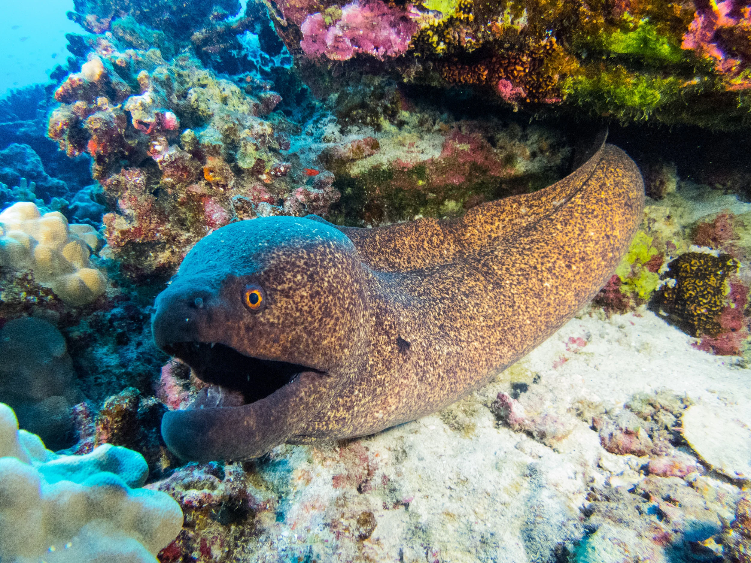 Yellow Edged Moray