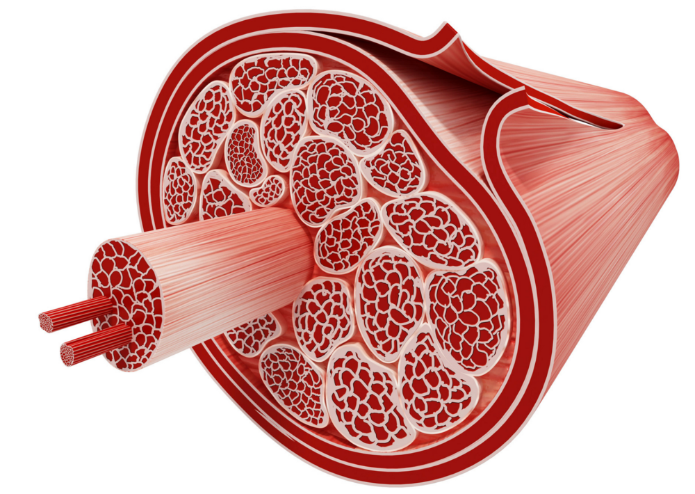 muscle fascia.png