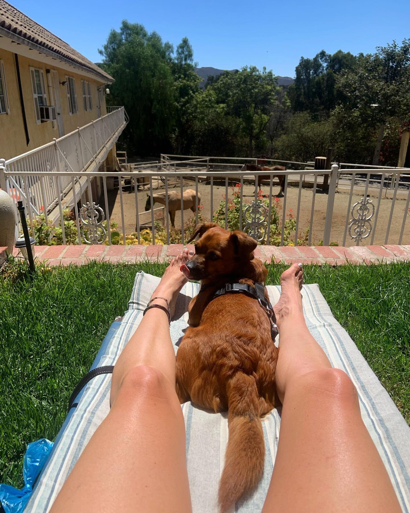Grateful for a weekend away in Malibu with my best bud &amp; lots of sunshine.&hearts;️ He loved meeting all the horses🐴 &amp; in deep gratitude for the opportunity to study reiki with @shannonmariahsosebee ✨🤲🏽✨

#malibu #horses #reiki #puppylove 
