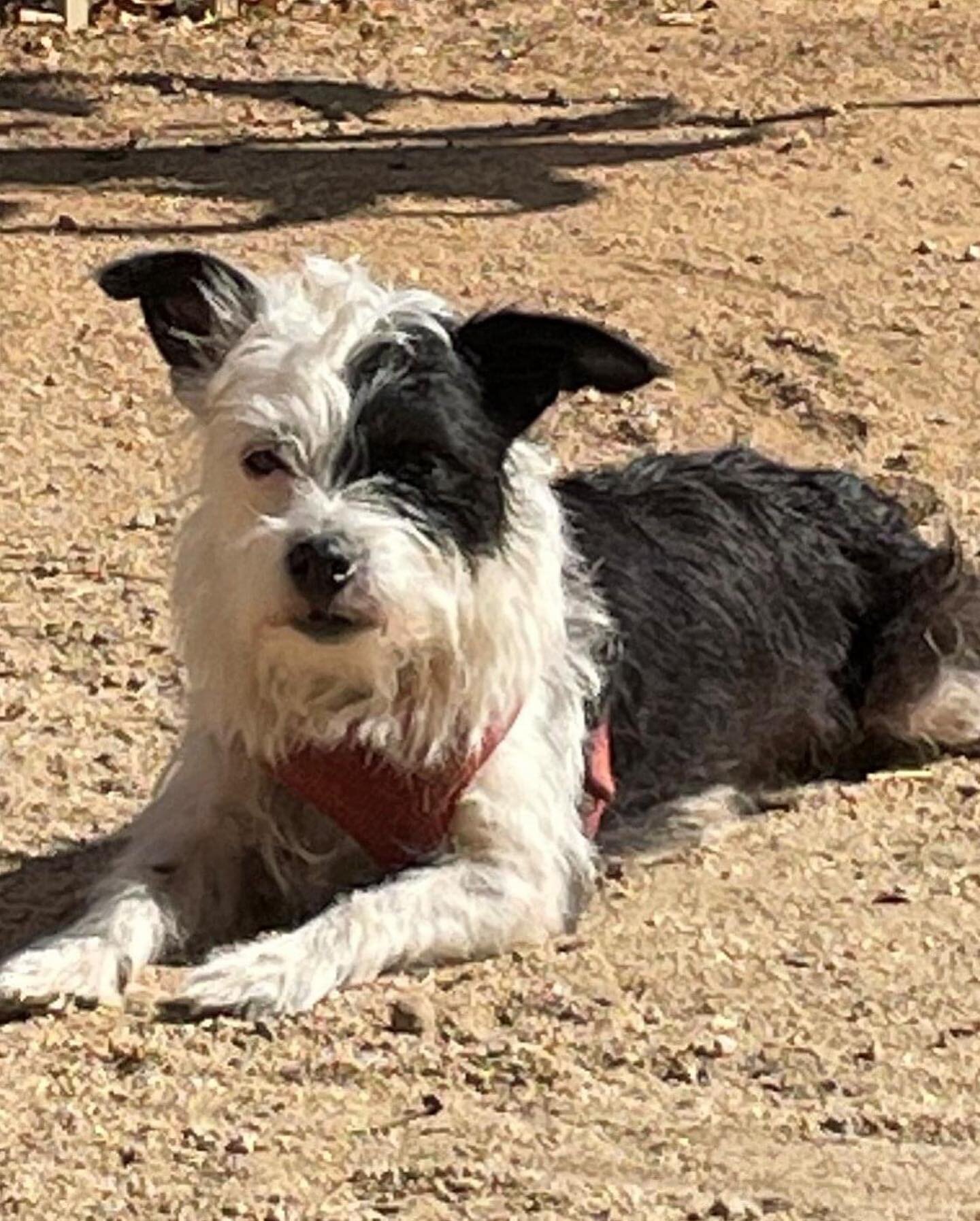 Hi, my name is Trixie and I am a terrier mix about two years old.  I was recently a mom of one terrier puppy.  My foster family rescued me and my baby from the shelter when he was only two weeks old, but we are now both ready to go to our forever hom