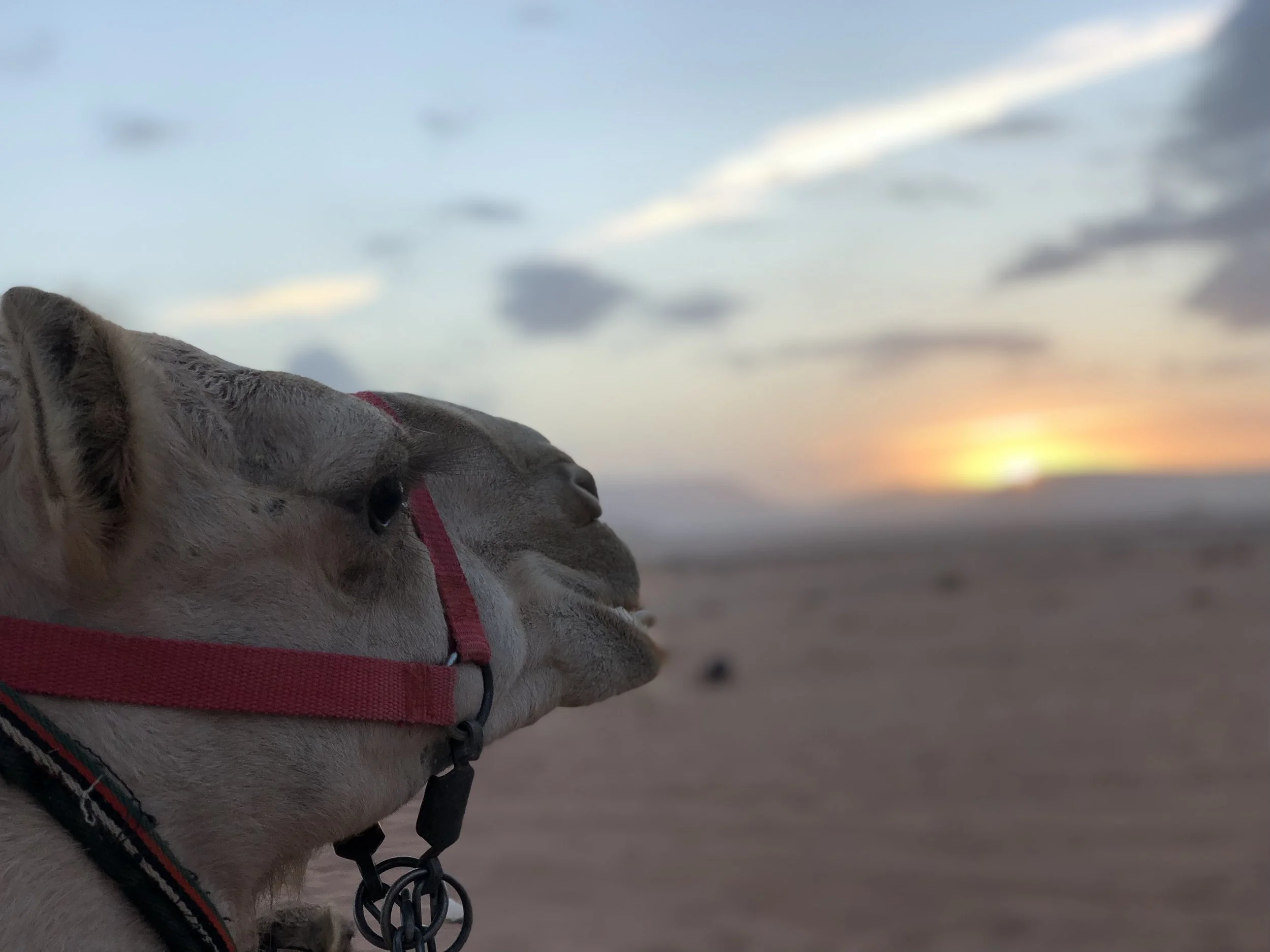 Sunrise during a camel ride