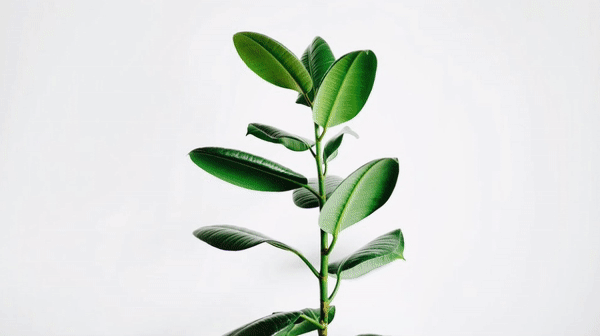 Rollover Image Effect