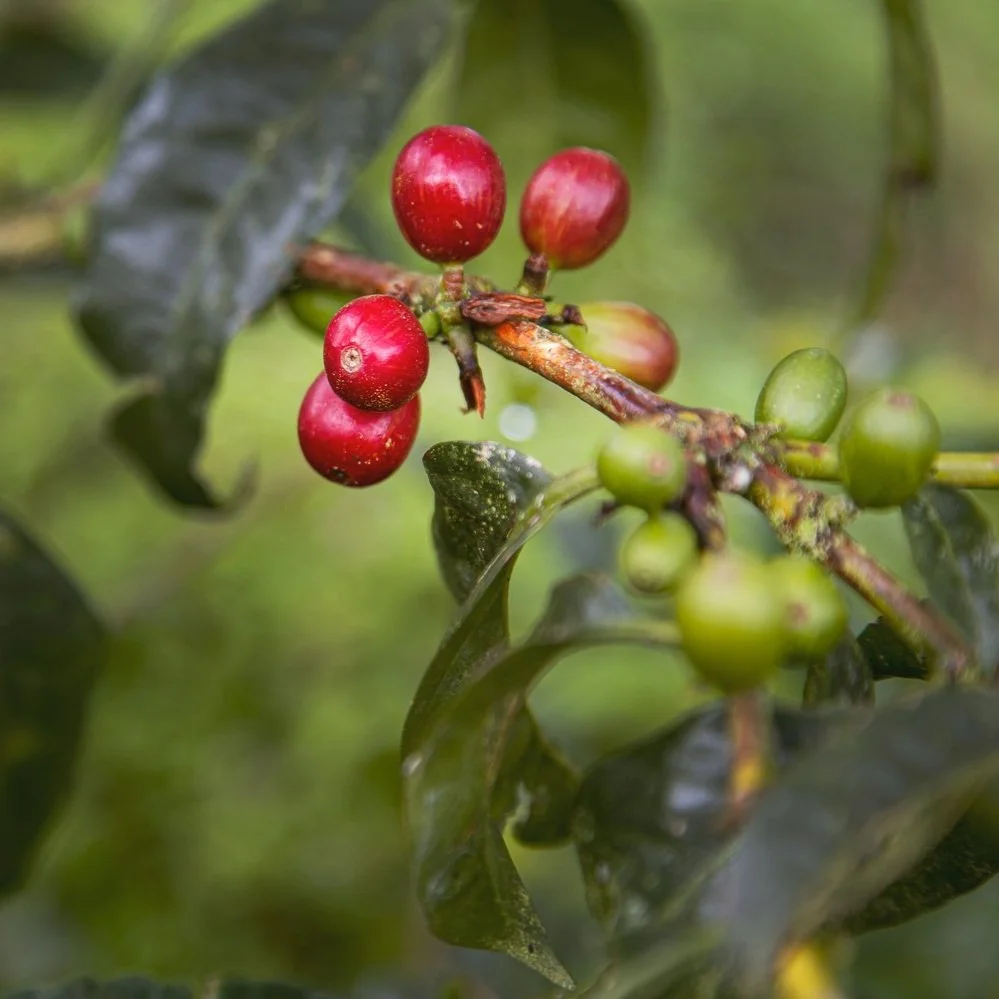 Cafe_Imports_Colombia_Finca_Juan_Martin6-2022-07-27-180903.jpg