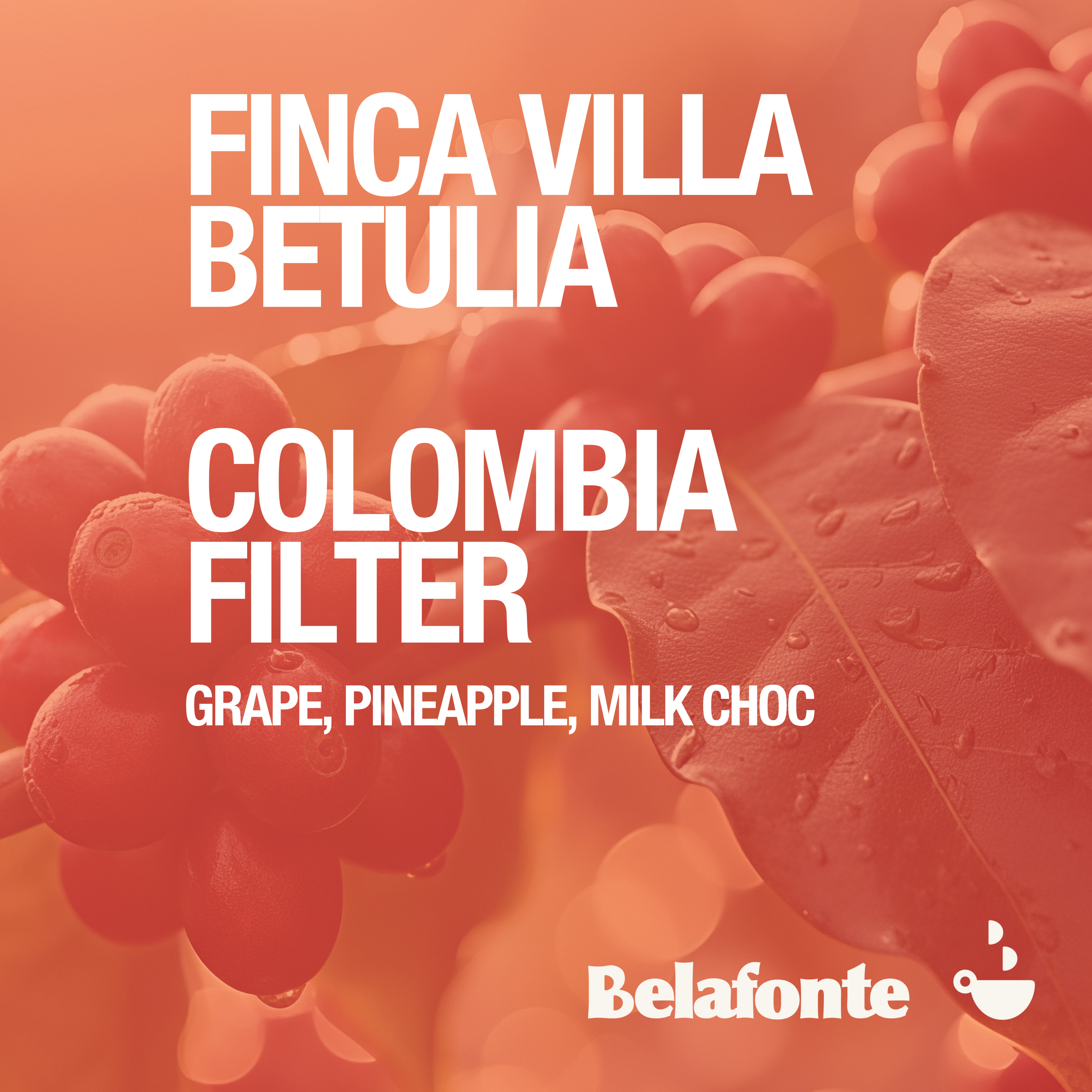 FINCA VILLA BETULIA (2).png