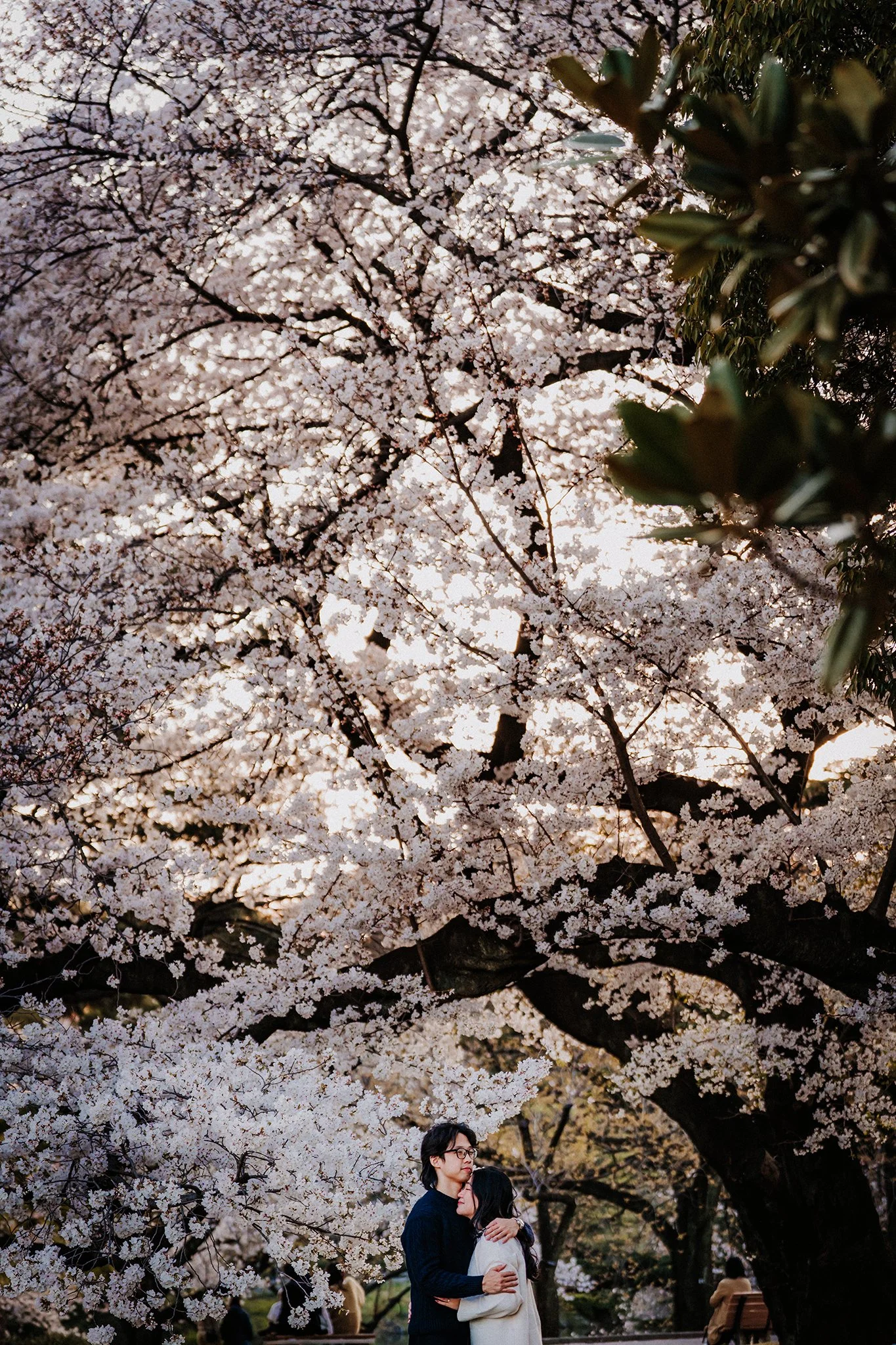 Tokyo cherry blossom engagement photographer 