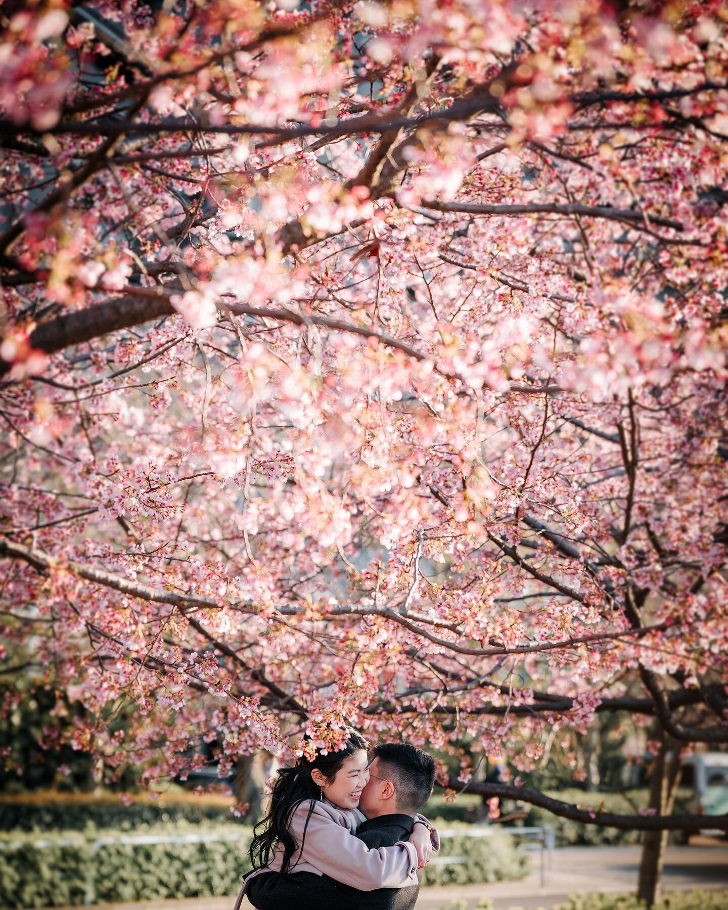 Wondering where the sun has gone this week 😂 my newly engaged couple under early blooming blossoms ❤️ sakuras are finally showing up everywhere! #gomphotography #tokyophotographer #japanphotographer #tokyoengagementphotographer #tokyoproposalphotosh