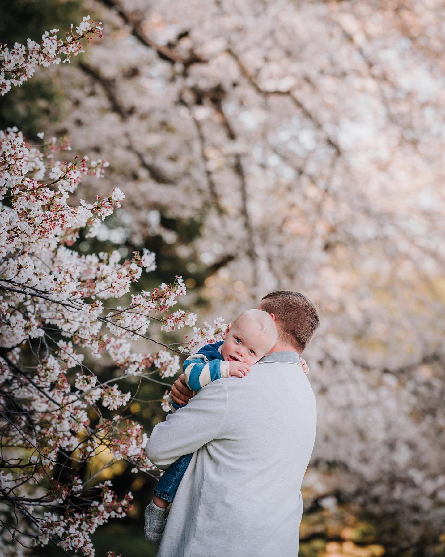 So much beauty and cuteness in one photo ❤️ #gomphotography #tokyophotographer #japanphotographer #tokyotrip #tokyovacationphotography #tokyofamilyphotographer #fatherandson #tokyocherryblossom #tokyophotoshoot #japanphotoshoot #japantrip